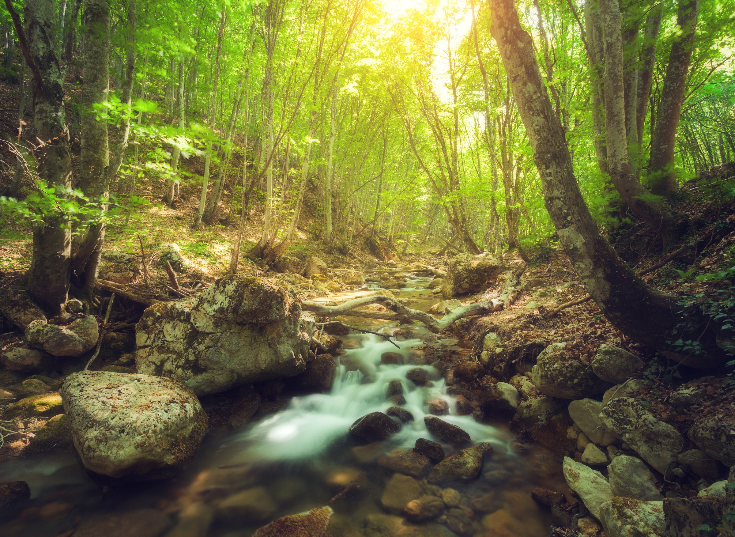 Papermoon Fototapete »Forest Creek« glatt