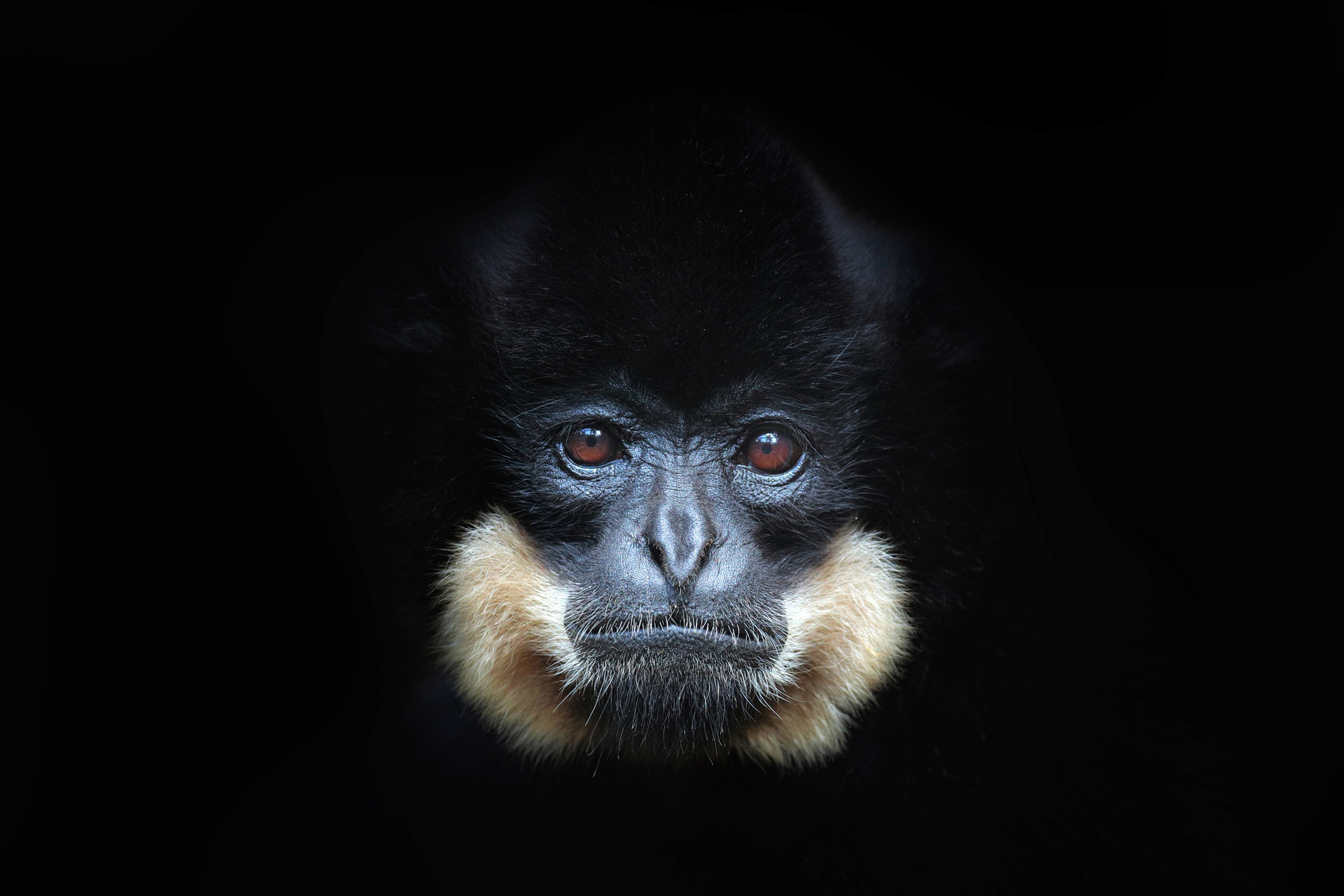 Papermoon Fototapete "GELBERCHEEKED GIBBON-MENSCHEN AFFE VIETNAM PORTRÄT"