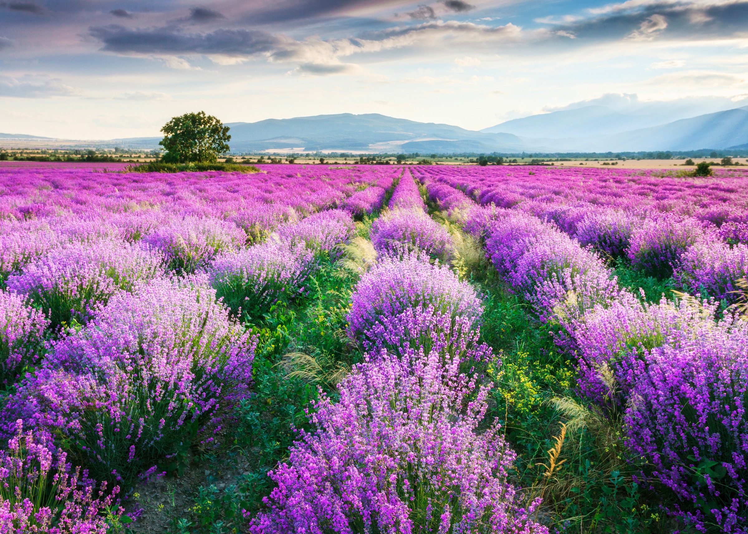 Papermoon Fototapete "Lavende Garden" glatt