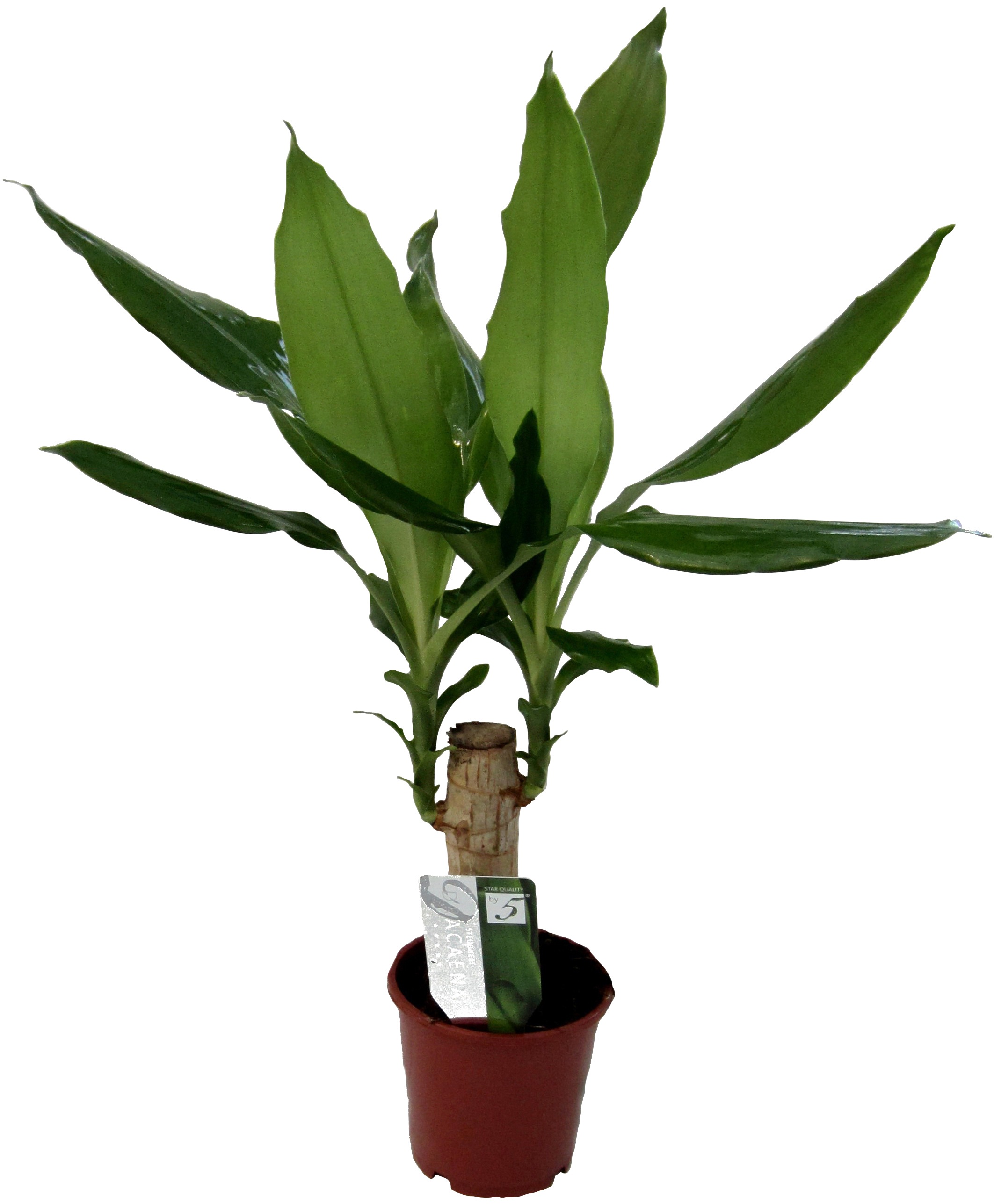 Dominik Zimmerpflanze »Drazena«, (1 St.), Höhe: 30 cm, 1 Pflanze kaufen