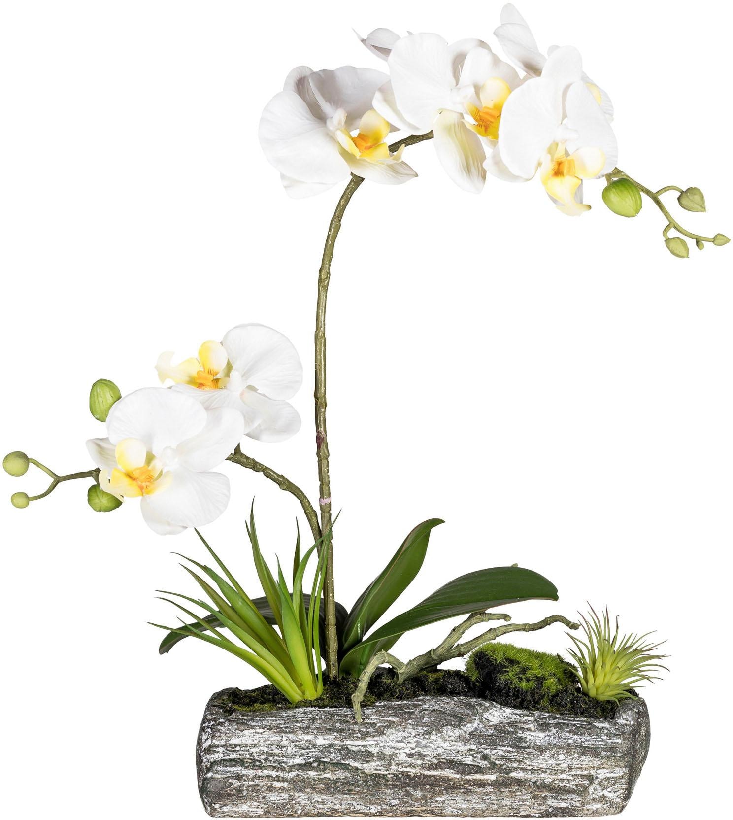 bestellen Kunstpflanze BAUR green Creativ »Phalaenopsis« |