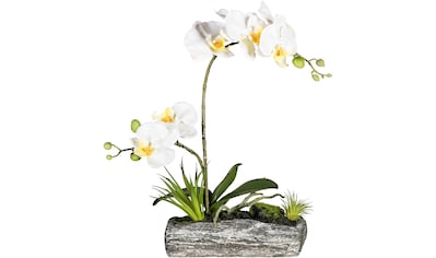 Kunstpflanze »Phalaenopsis«