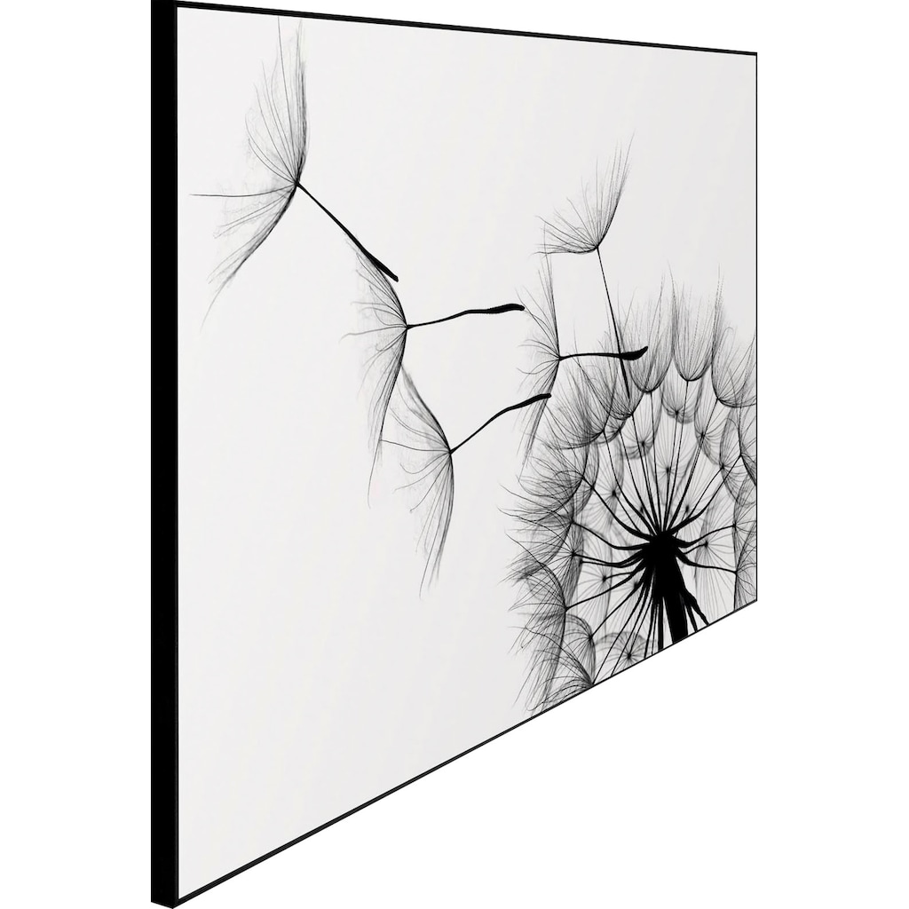 Reinders! Wandbild »Slim Frame Black 50x70 Dandelion«