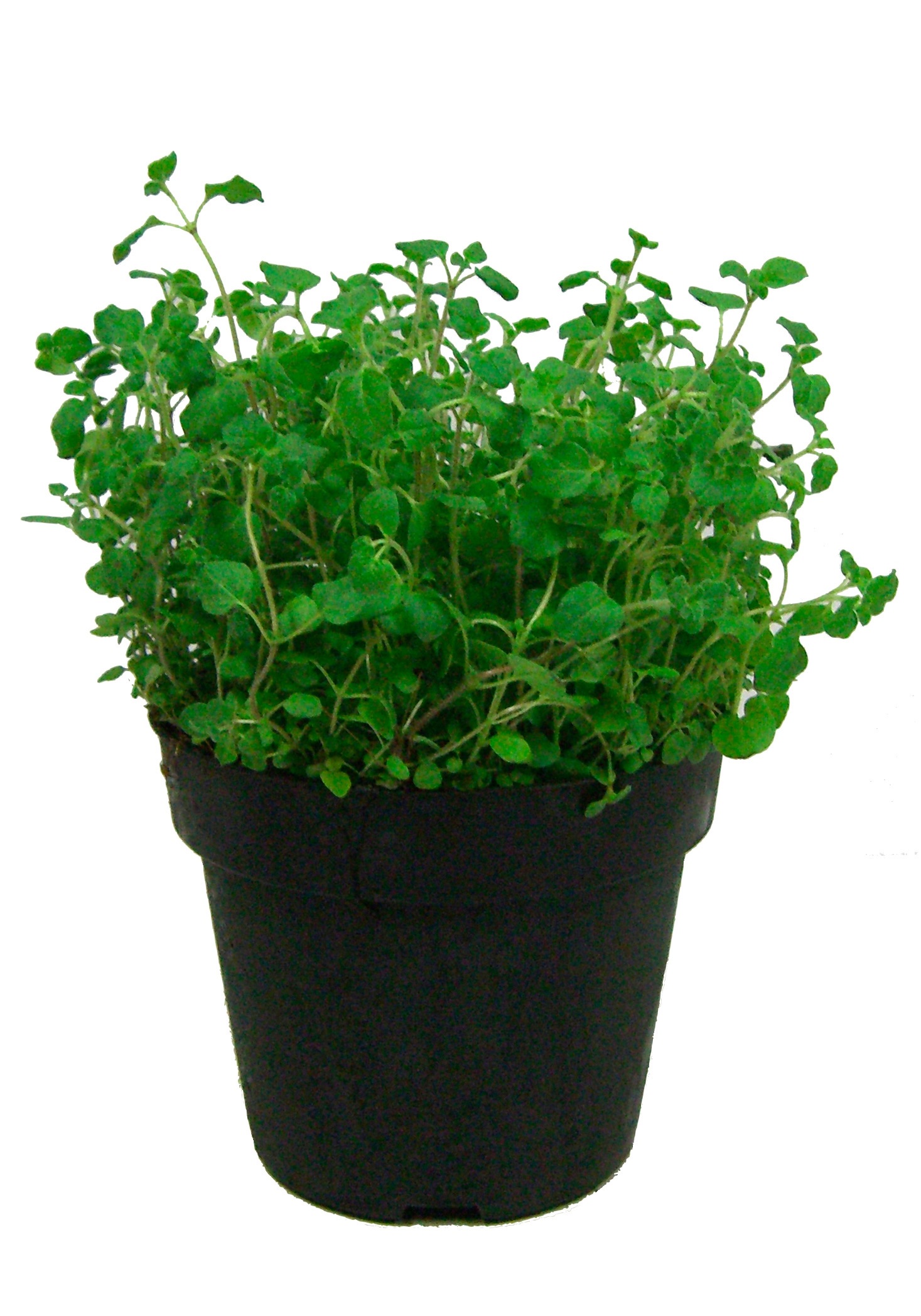 BCM Gewürzkraut »Oregano«, (3 St.), Oregano-Set: 3 Pflanzen kaufen