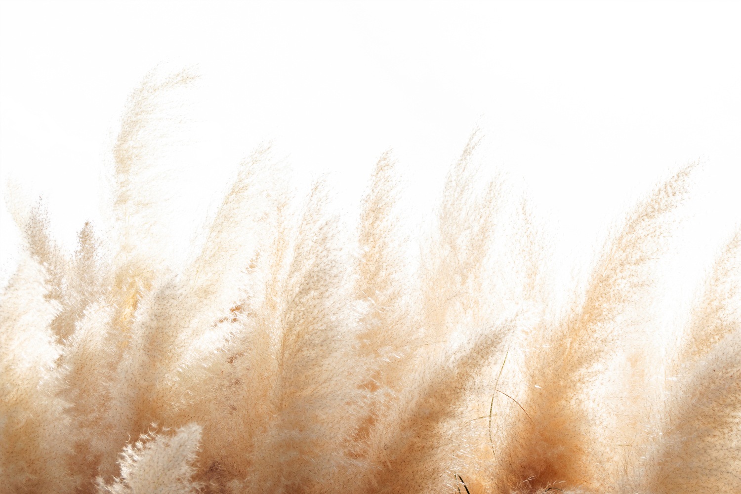 queence Leinwandbild "Grasses"