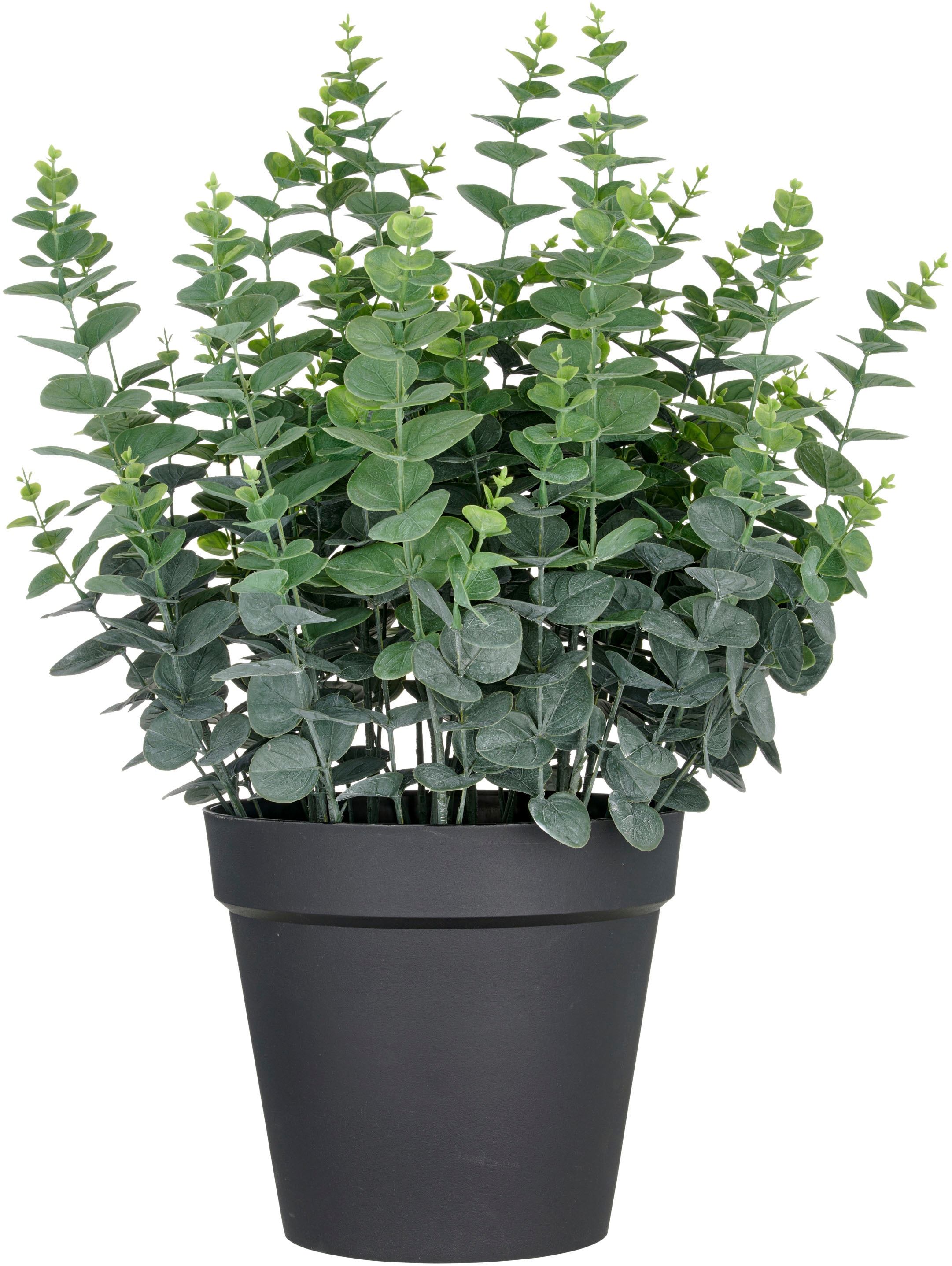 Creativ green Kunstpflanze "Eukalyptus gunnii", in UV-beständiger Ausführun günstig online kaufen