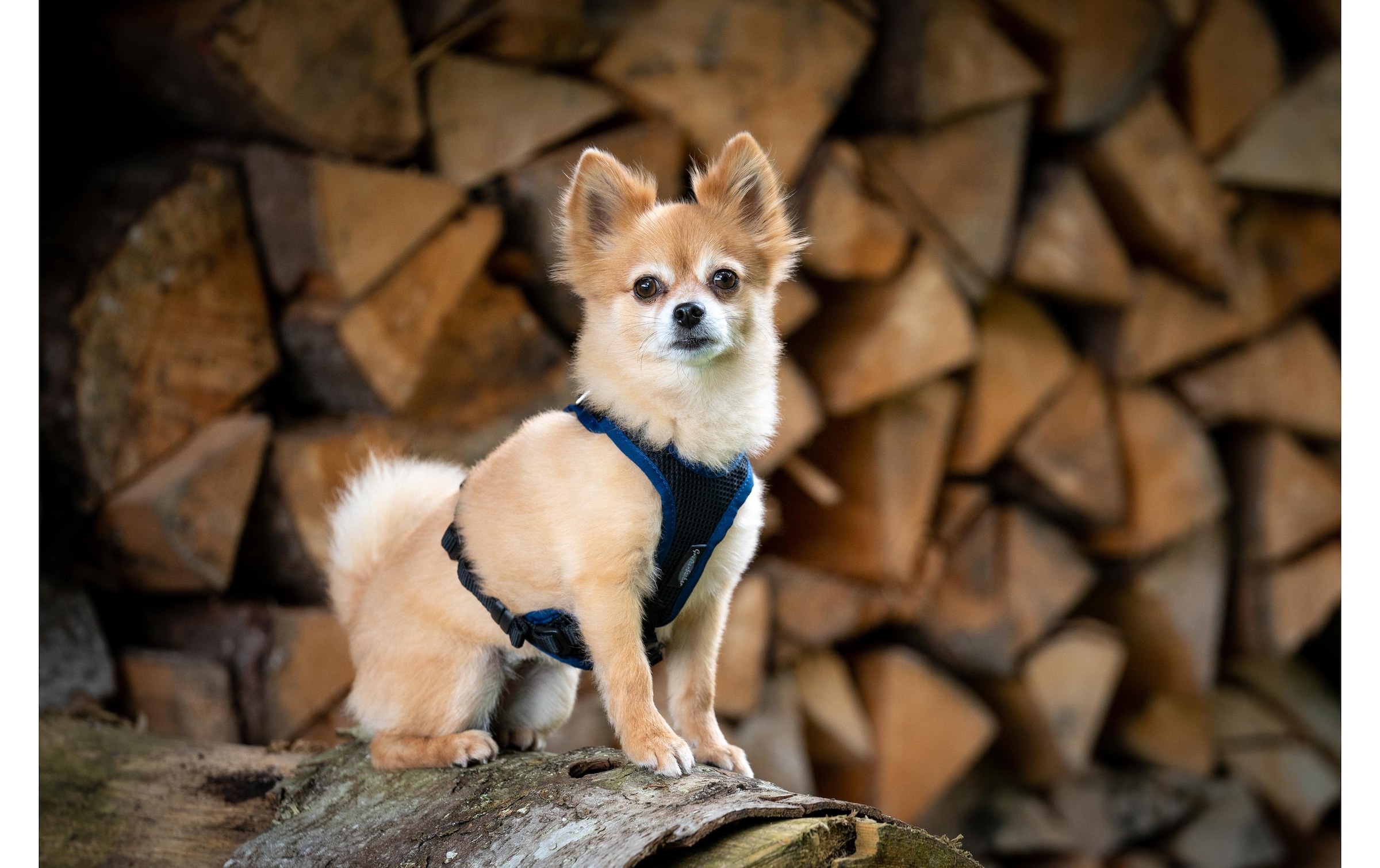   Hunde-Geschirr »Grossenbacher Vary L« Polyester