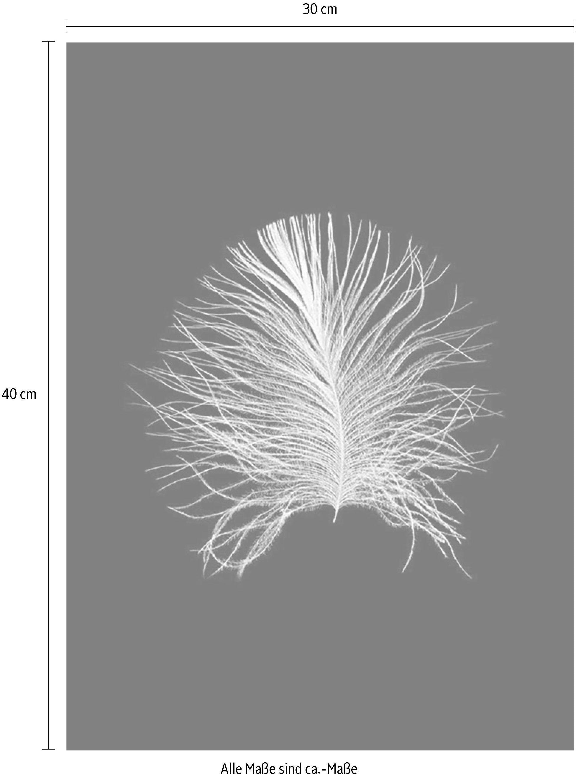 Komar Bild »Feather Black«, Federn, (1 St.), Wandbild zur Dekoration - ohne Rahmen
