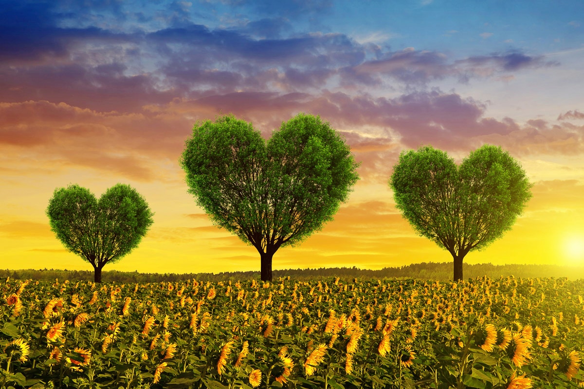 Fototapete PAPERMOON "Herz Büme in Blumenfeld", bunt, B:3m L:2,23m, Vlies, Tapeten - B/L: 3m x 2,23m, Bahnen: 6 Stk.