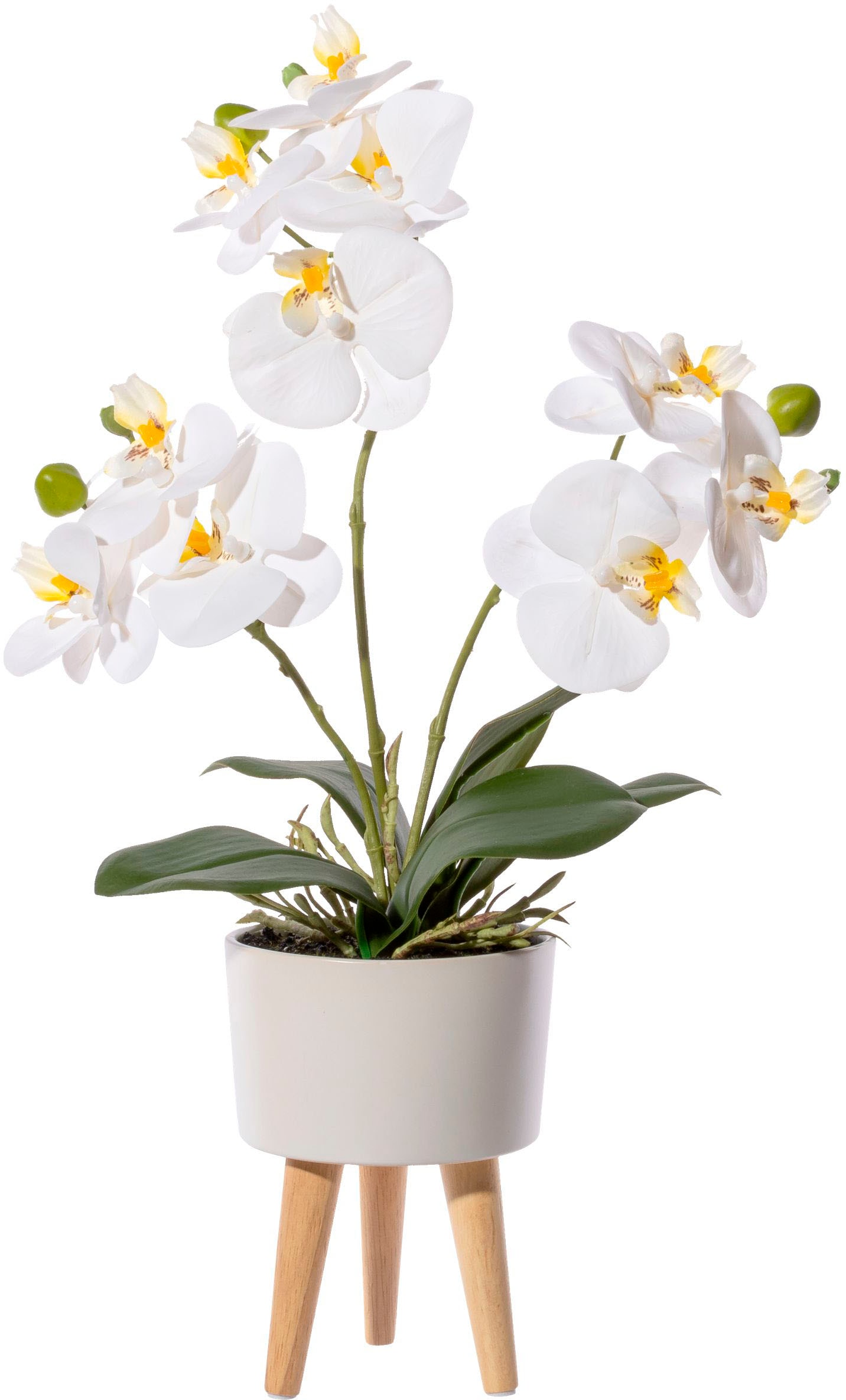 »Orchidee Kunstorchidee Phalaenopsis bestellen | Real-Touch-Blüten mit Füßen in BAUR und Creativ green auf Keramikschale«,