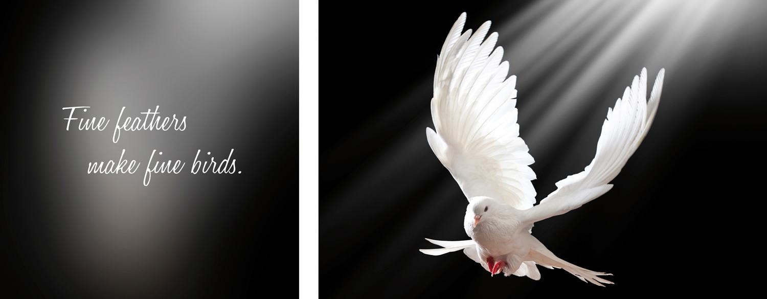 queence Leinwandbild »Birds«, Vogelbilder-Vögel-Kunst-Modern-Spa-Spa Bilder-Sprüche-Sprüche & Texte-Schriftzug-Schriftzüge, (Set), Premium-Leinwandstoff, Handarbeit aus Deutschland, Spruch, 2er Set