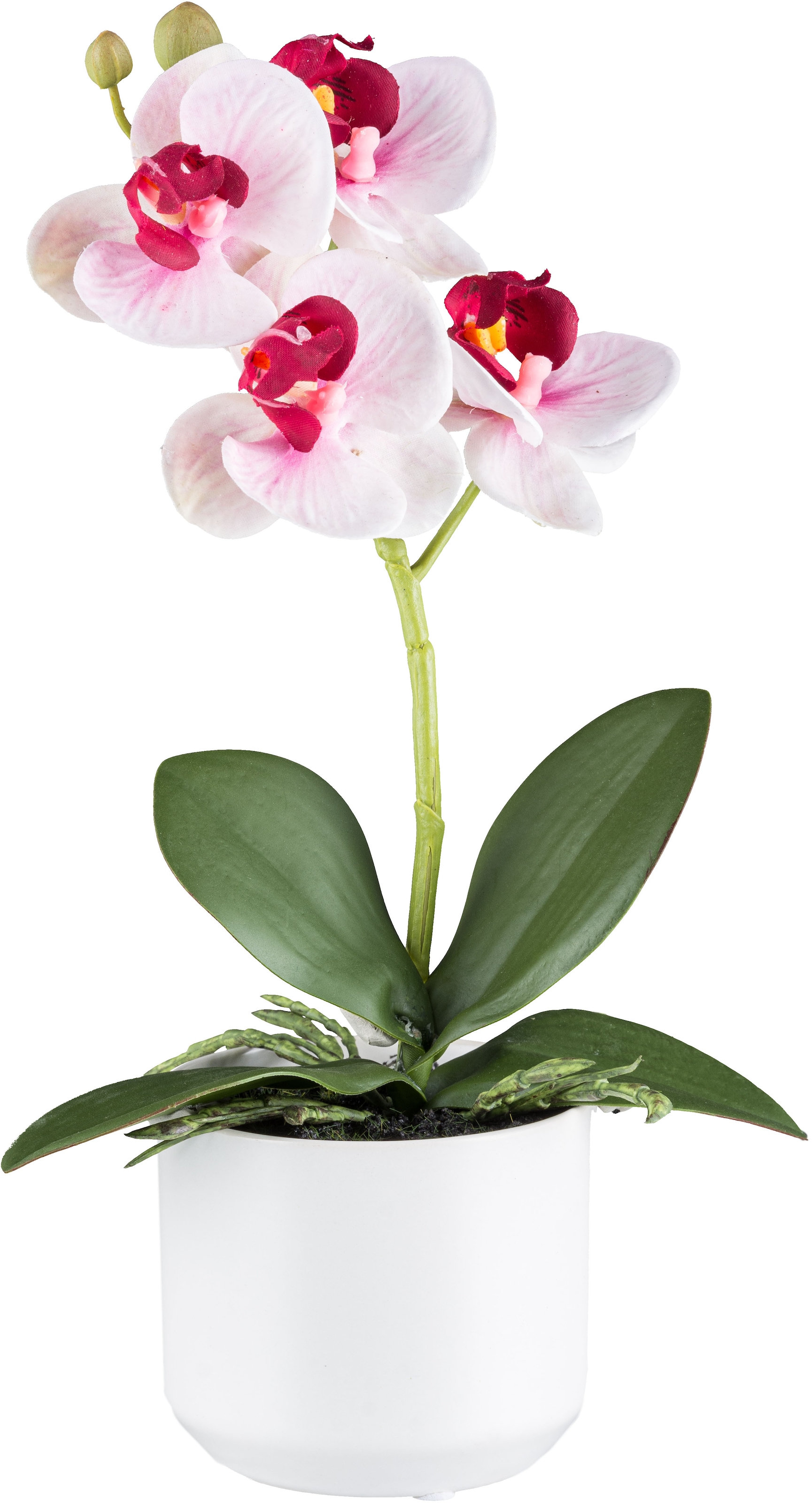 Creativ green Kunstorchidee »Orchidee Phalaenopsis«, mit real-touch-Blüten
