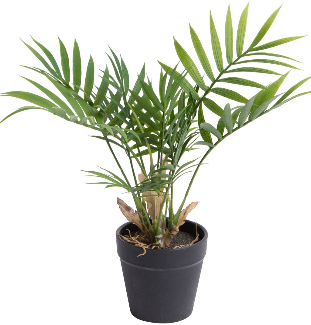 BAUR kaufen Botanic-Haus | Palme« Künstliche »Chamaedorea Zimmerpflanze
