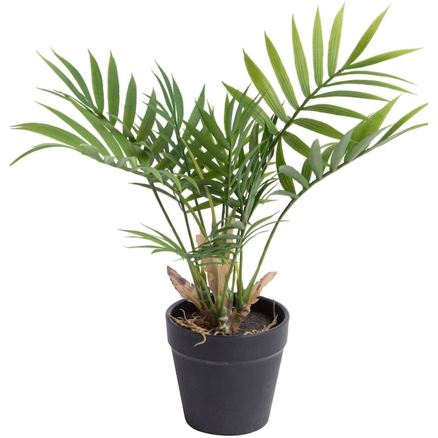 Botanic-Haus Künstliche Zimmerpflanze »Chamaedorea Palme« kaufen | BAUR