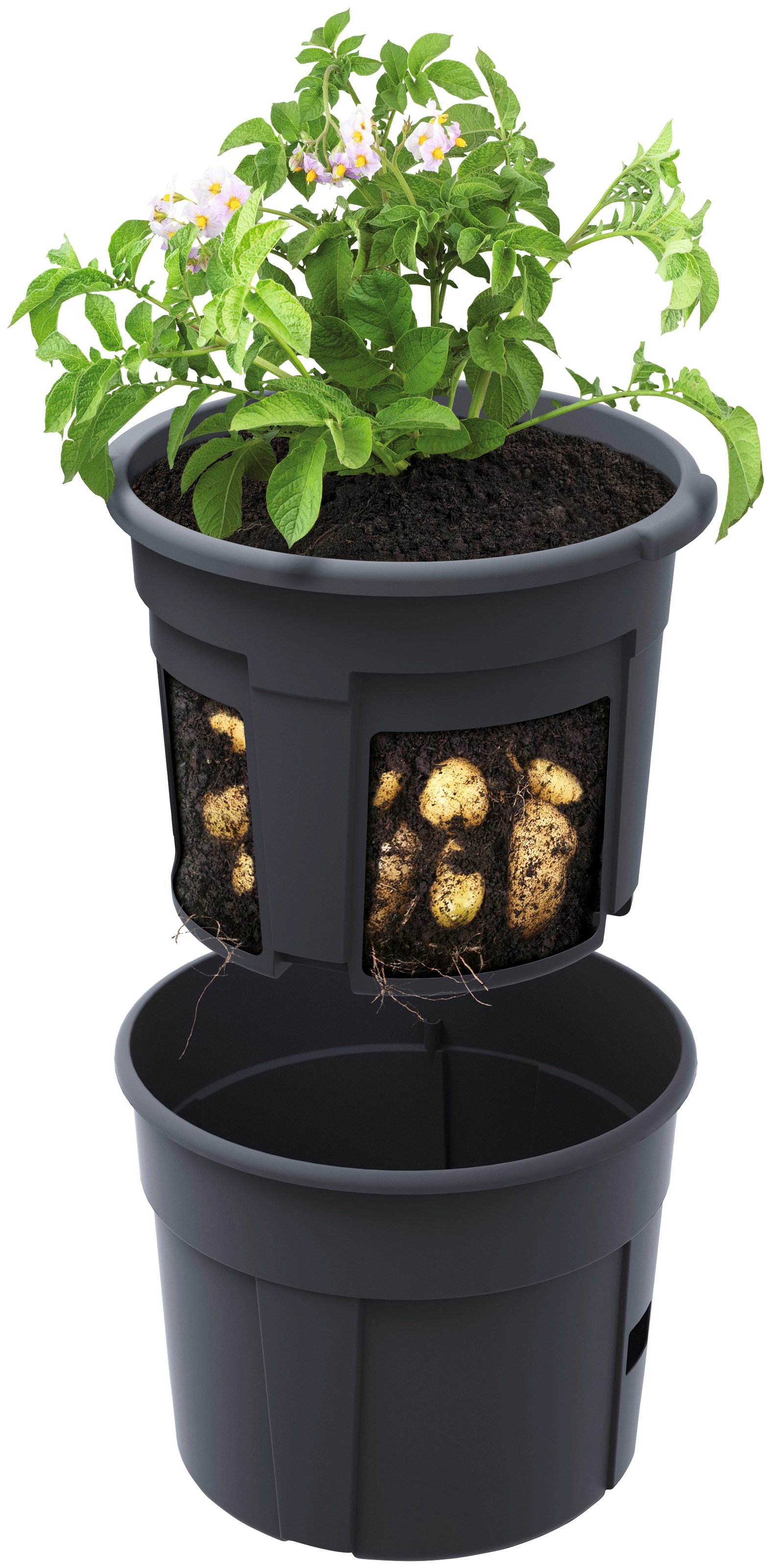 Thumbnail - Prosperplast Anzuchttopf "Potato Grower" ØxH: 29,5x23,6 cm, 2-teilig