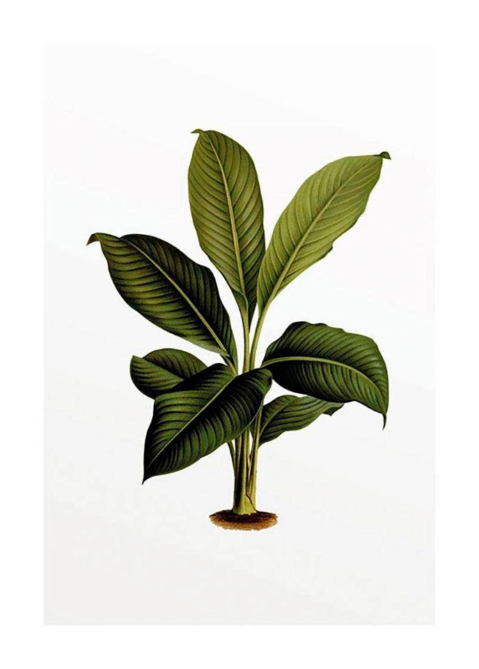 Komar Poster »Elastica Leaf«, Pflanzen-Blätter, (1 St.), Kinderzimmer,  Schlafzimmer, Wohnzimmer | BAUR