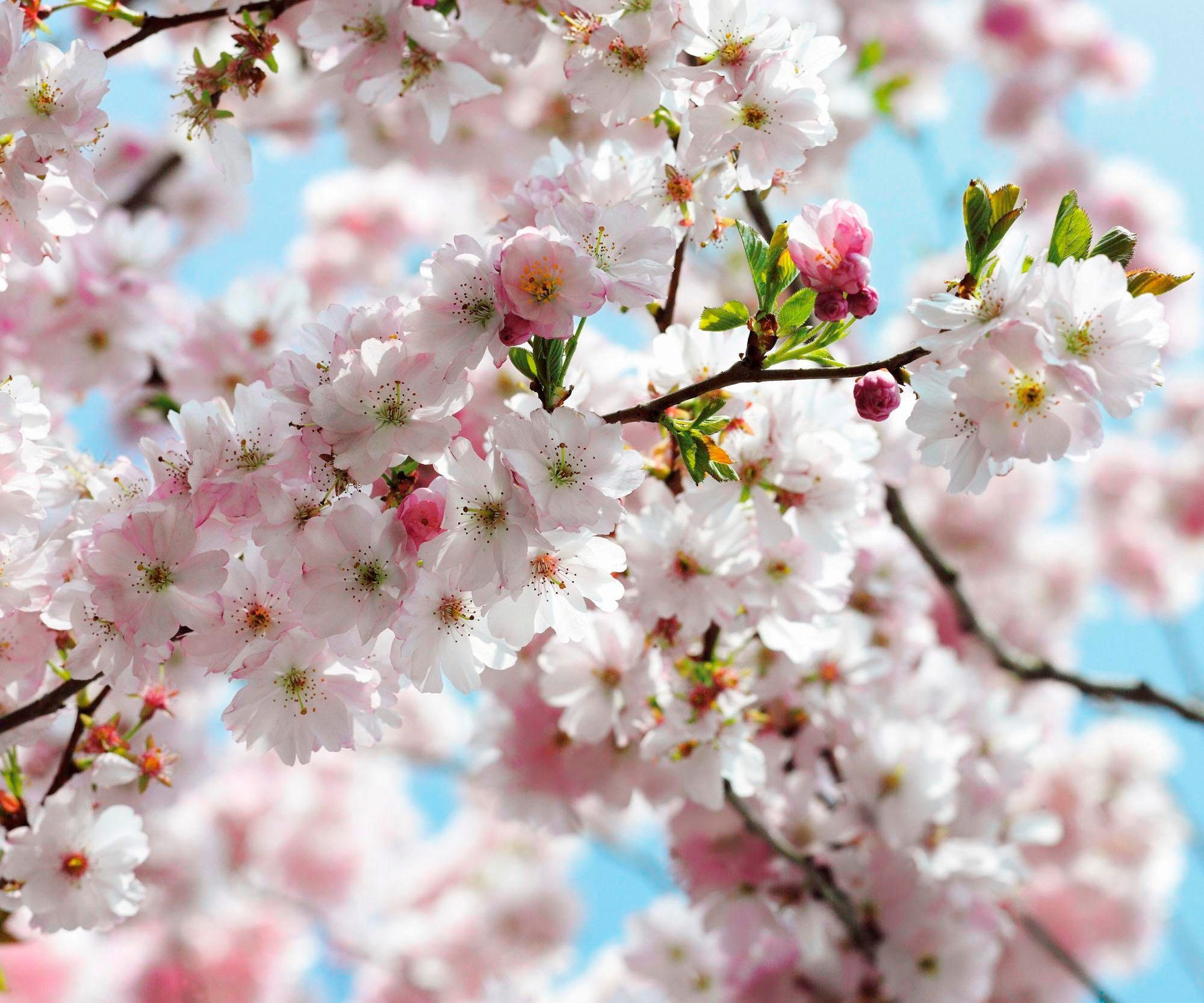 Komar Vliestapete »Spring« 300x250 cm (Breit...