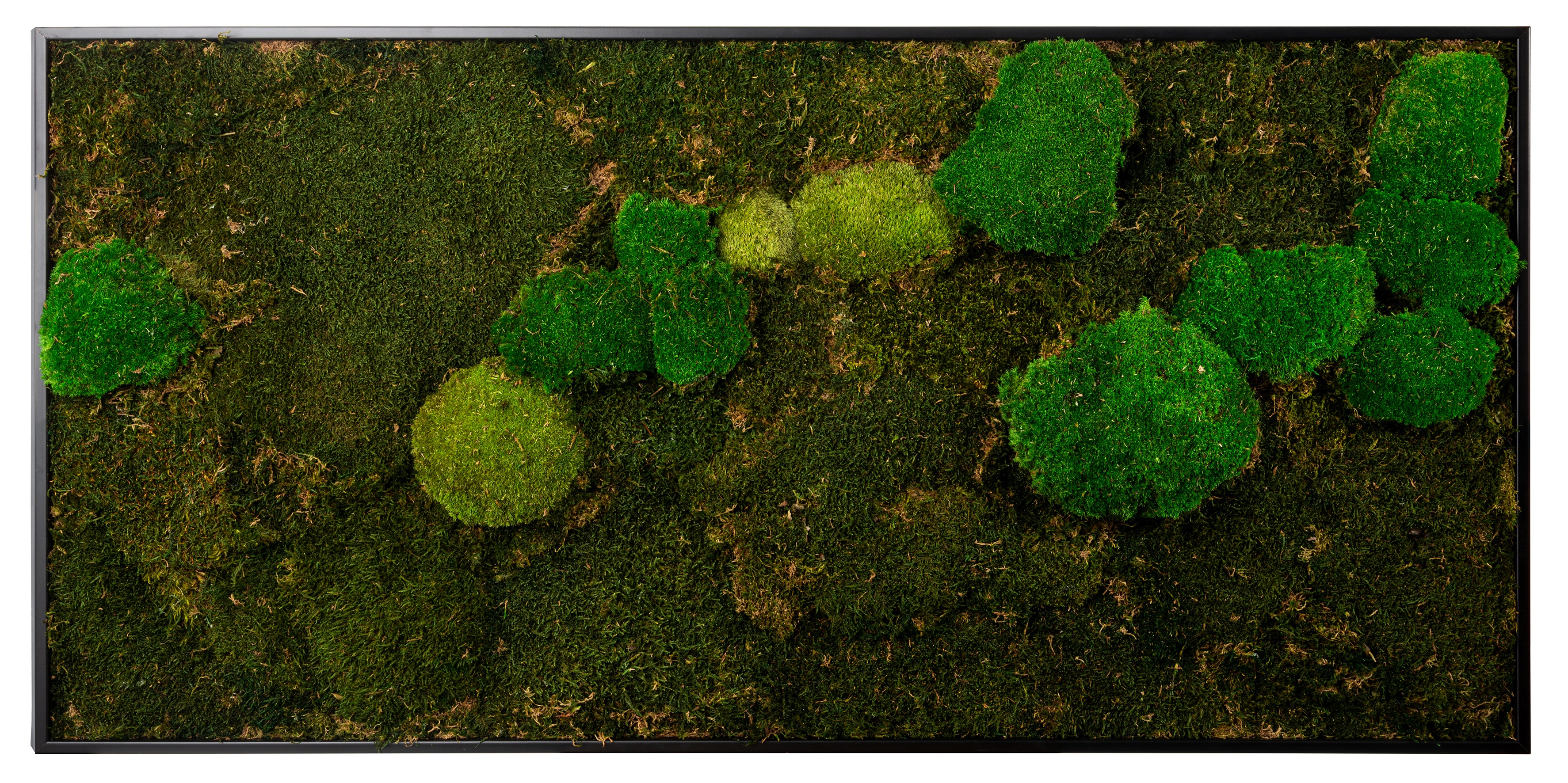 Thumbnail - Bönninghoff Bild mit Rahmen "Mixmoos" Natur 1 Stk. tlg. jedes Bild ein Unikat, BxH: 120x60 cm