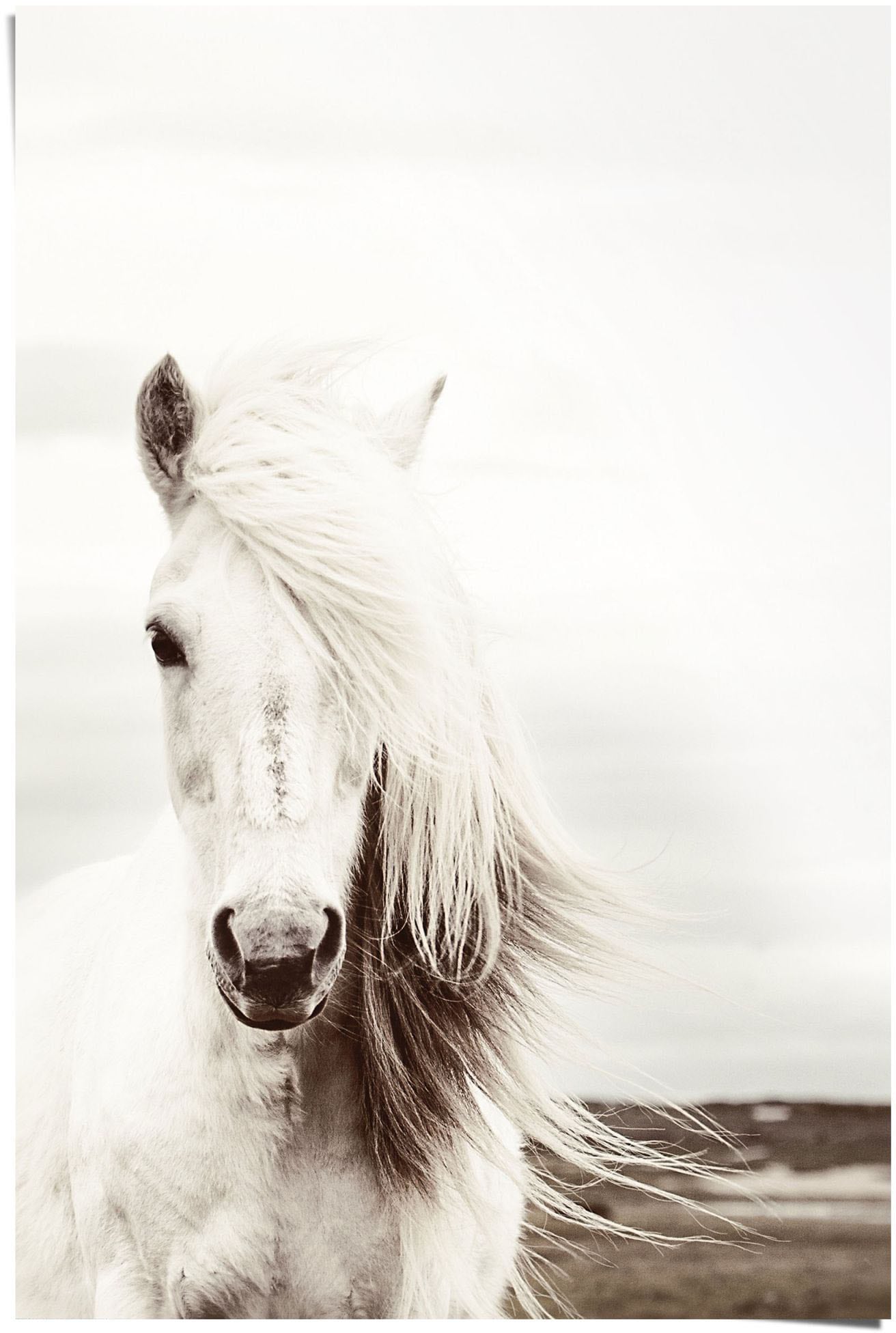 »Poster BAUR Poster Reinders! St.) Weißes bestellen Pferde, | Pferd«, (1