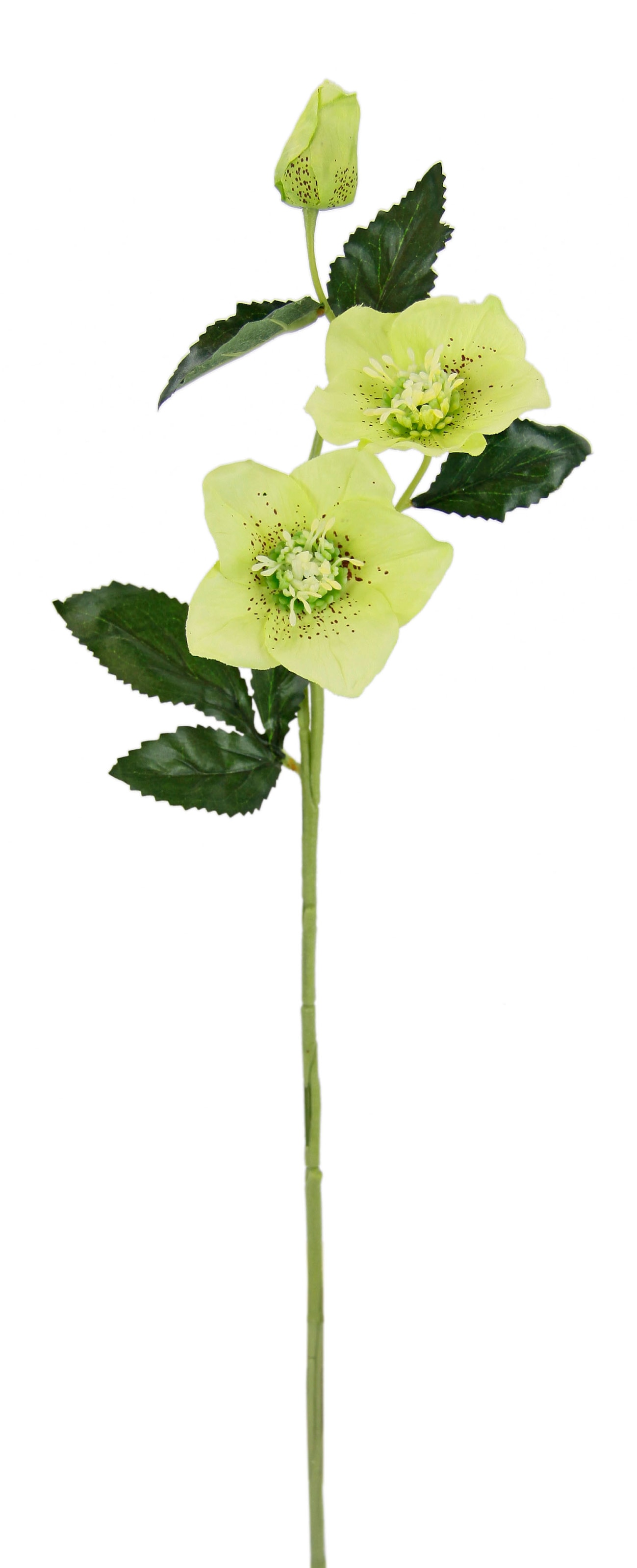 I.GE.A. Kunstblume Seidenblumen, bestellen 5er | »Christrose«, Set Künstlich BAUR