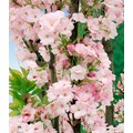 BCM Gehölze »Japanische Nelken-Kirsche 'Amanogawa'«, (1 St.), Höhe: 100-125 cm, 1 Pflanze