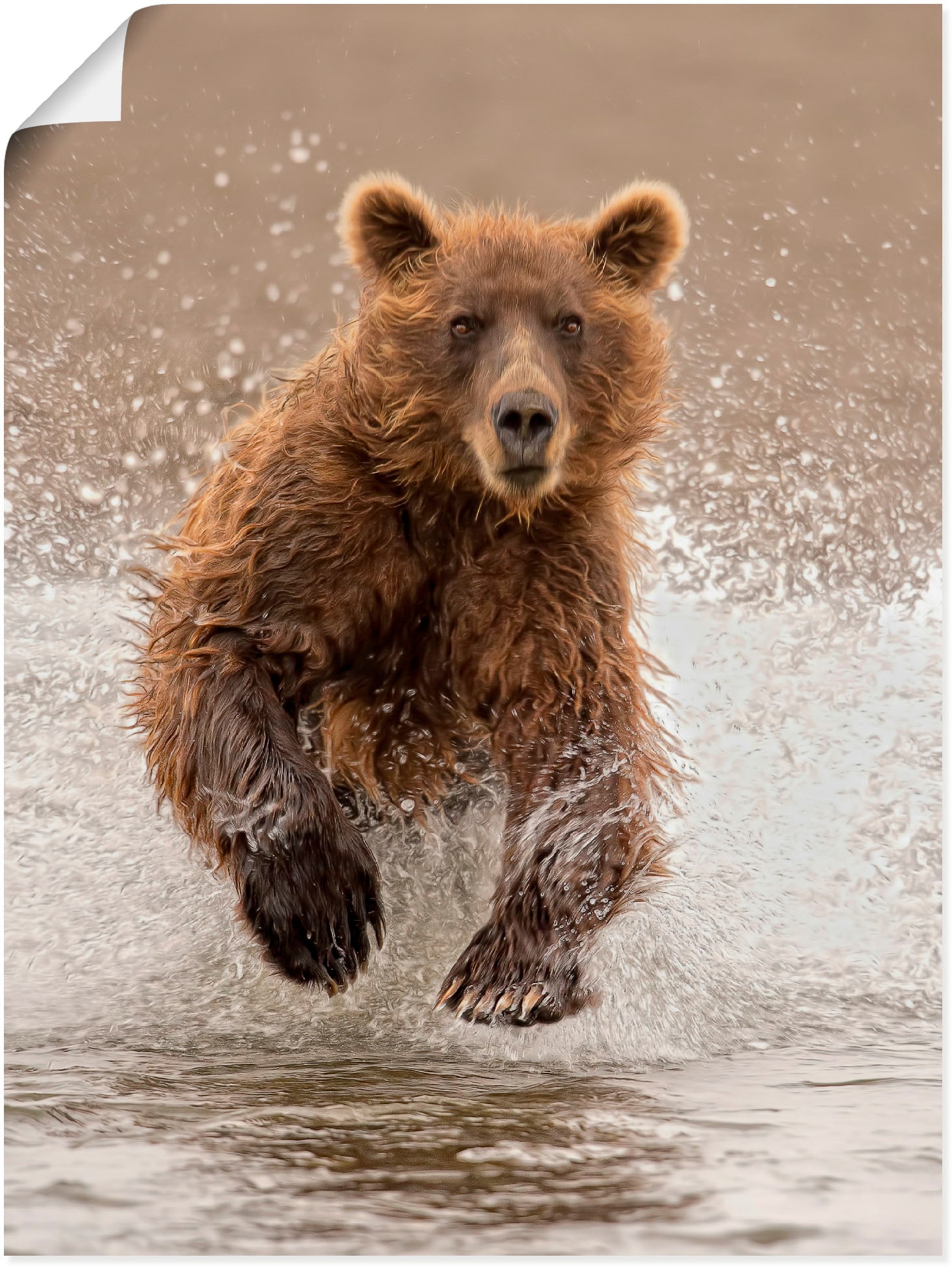 Artland Poster "Bären beim Spielen II", Wildtiere, (1 St.), als Alubild, Le günstig online kaufen