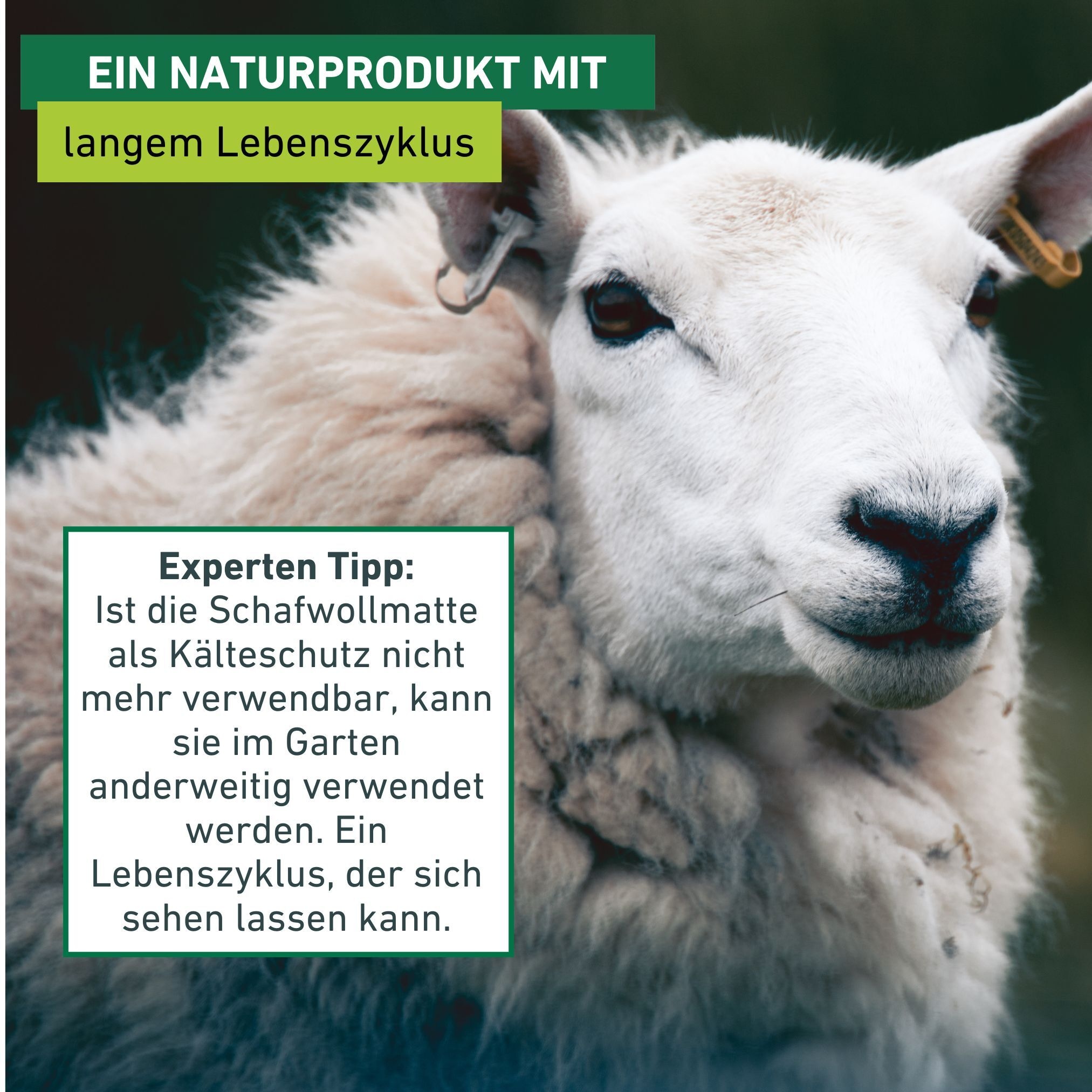 Windhager Winterschutzvlies »aus Schafwolle, Filzmatte für Pflanzen, Kälteschutz und Unkrautschutz« 1 Stk. tlg. Gartenvlies erhältlich in unterschiedlichen Größen