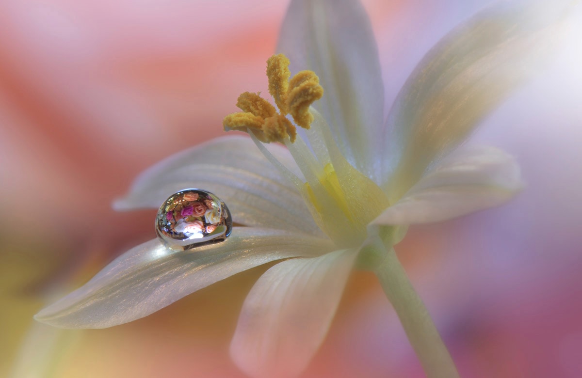 Papermoon "Zen Wassertropfen mit Blume Makro"