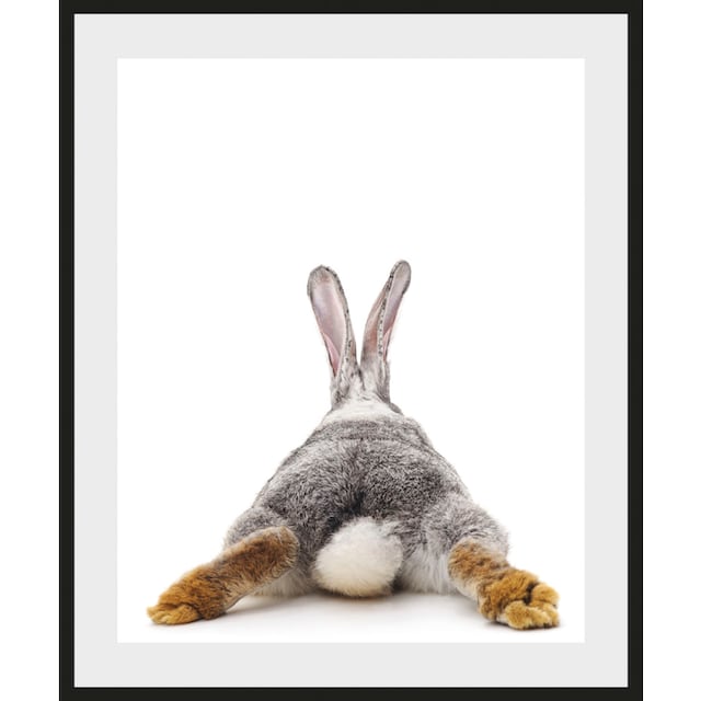 queence Bild »Bunny Tail«, Hase, (1 St.) kaufen | BAUR