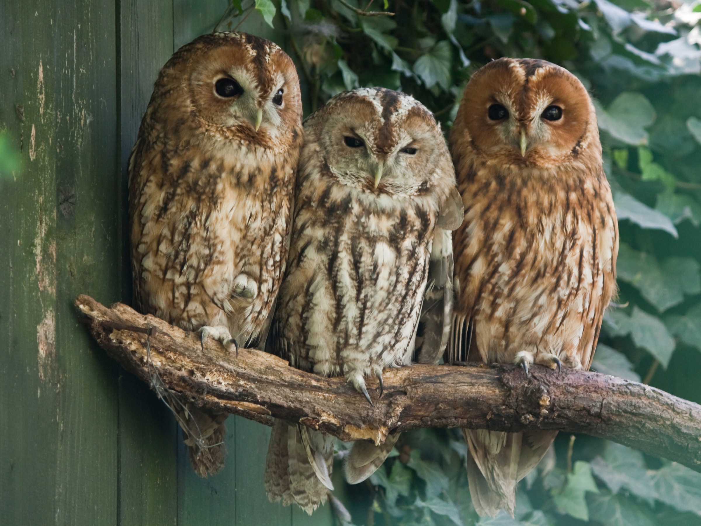 Papermoon Fototapete "Tawny Owls" glatt