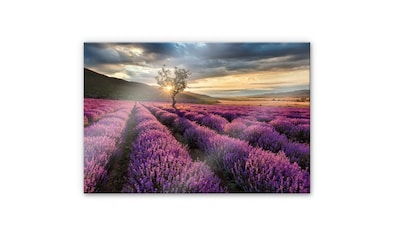 Küchenrückwand »Lavendel Blumen in der Provence«, (1 tlg.)