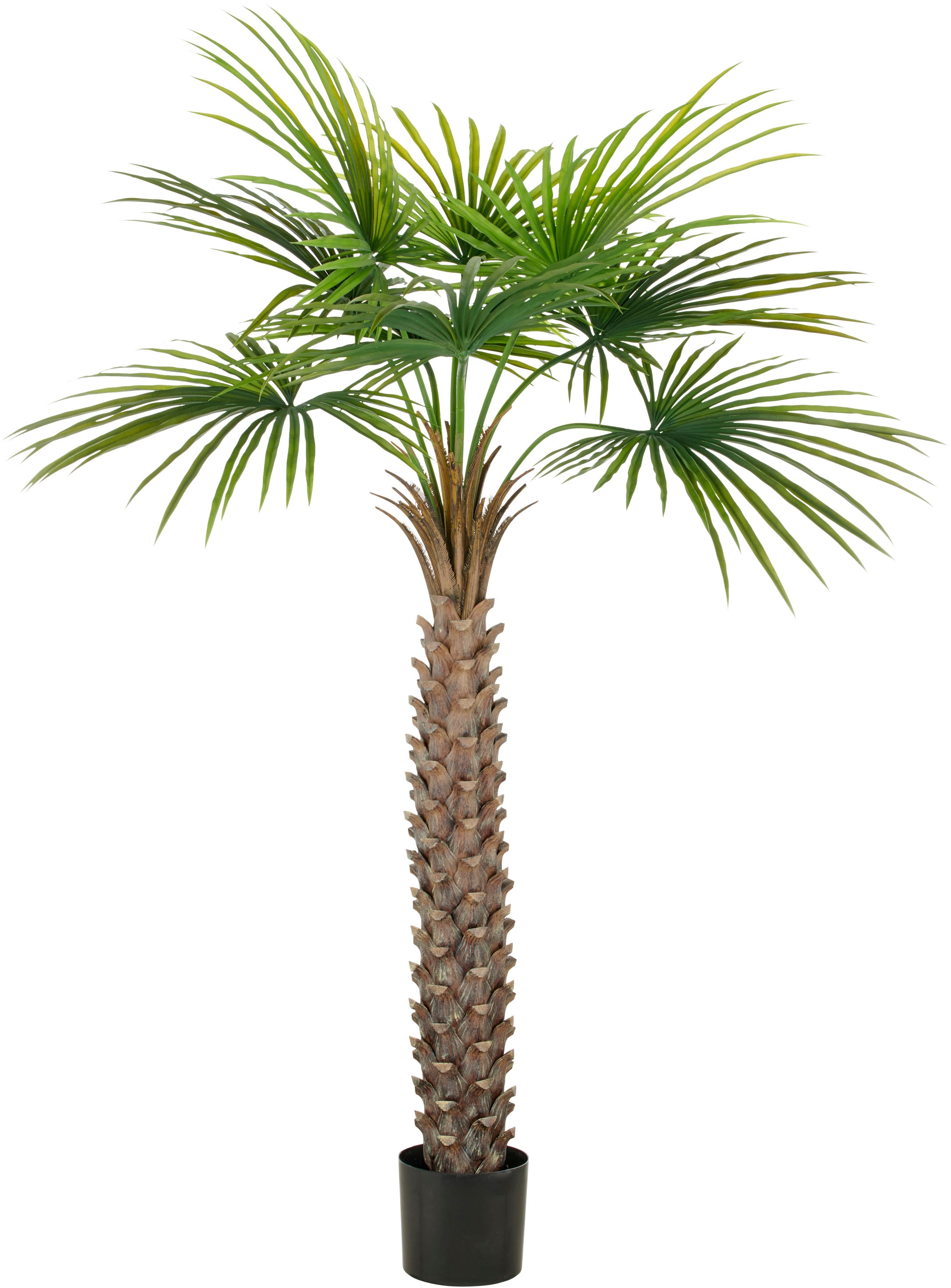 Creativ green Kunstpalme "Fächerpalme", mit naturgetreuen Palmwedeln günstig online kaufen