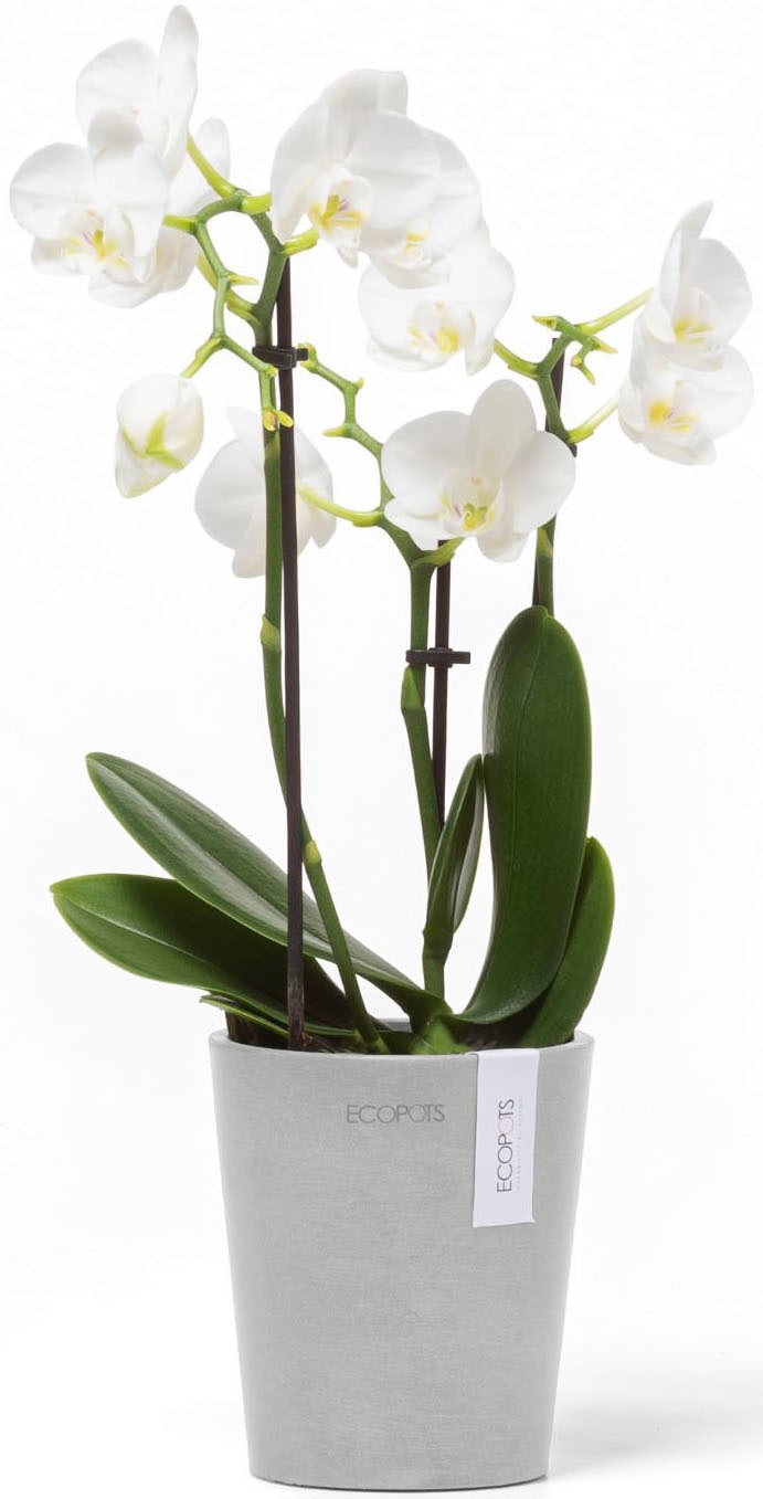 ECOPOTS Blumentopf »Morinda Orchidee 11 Weißgrau« für den Innenbereich