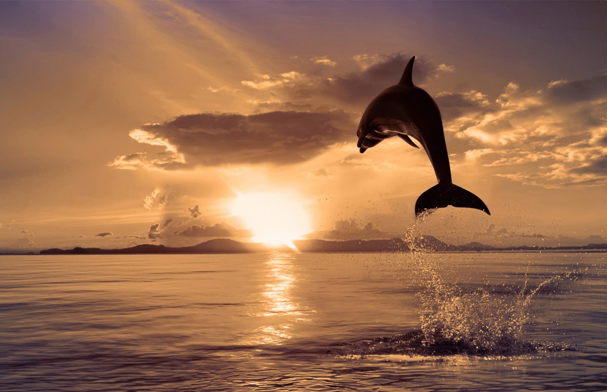 Papermoon Fototapete »Springender Delphin«