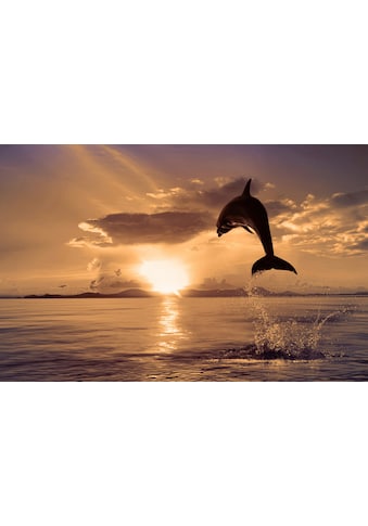 Papermoon Fototapetas »Springender Delphin«