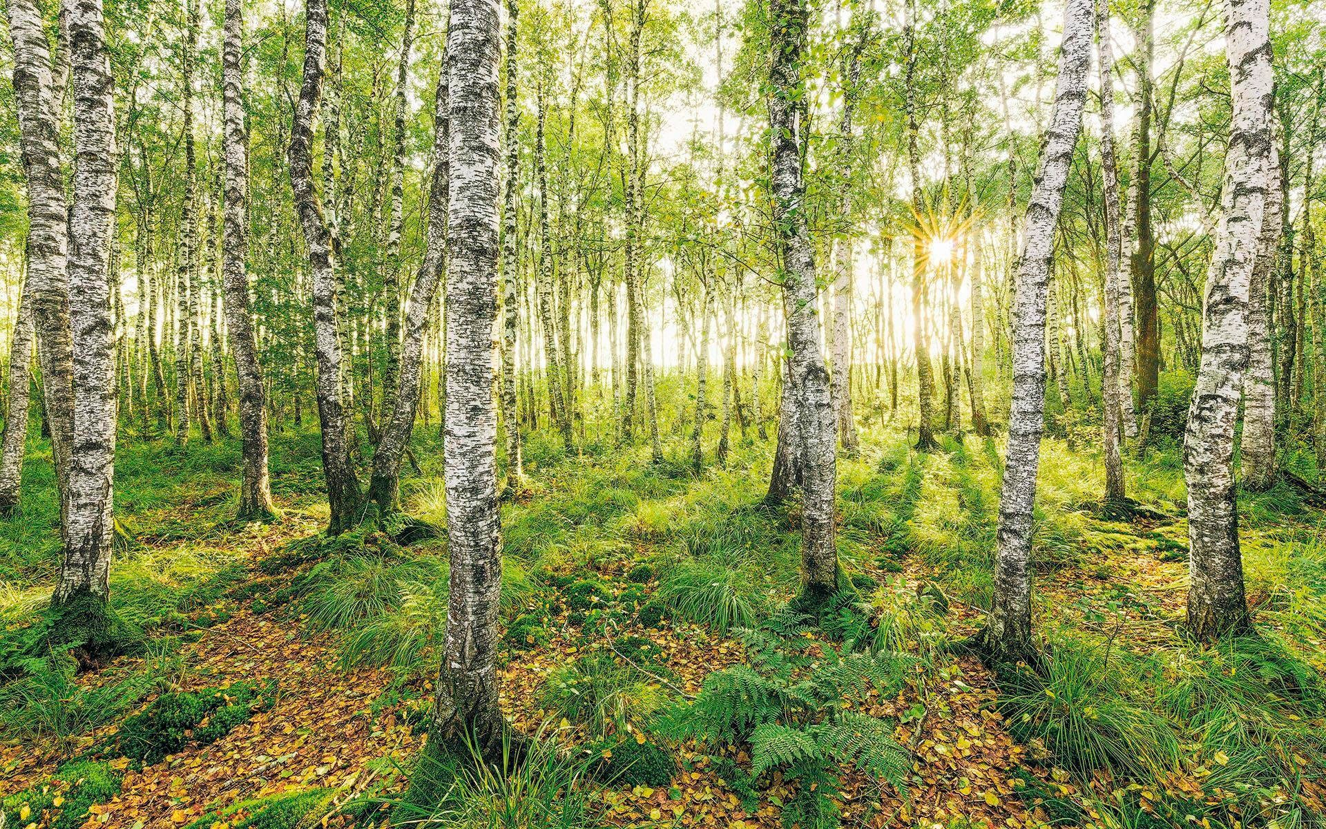 Komar Vliestapete "Digitaldruck Vlies - Birch Trees - Größe 400 x 250 cm" bedruckt glatt Wohnzimmer, Schlafzimmer