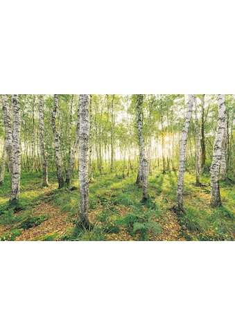Komar Vliestapete »Birch Trees« 400x250 cm (...