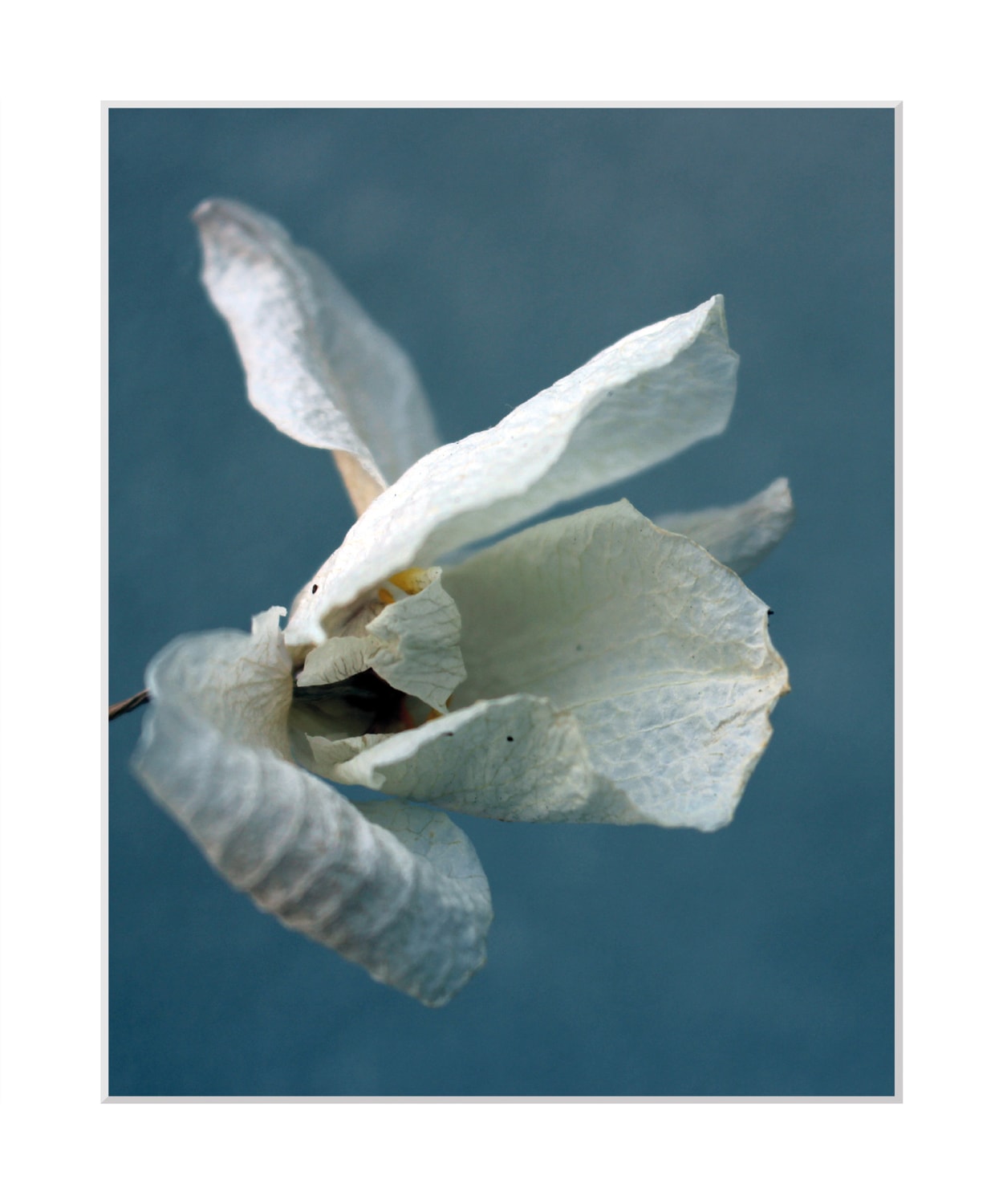 queence Bild »Amelie«, Blumen, Blumen, gerahmt