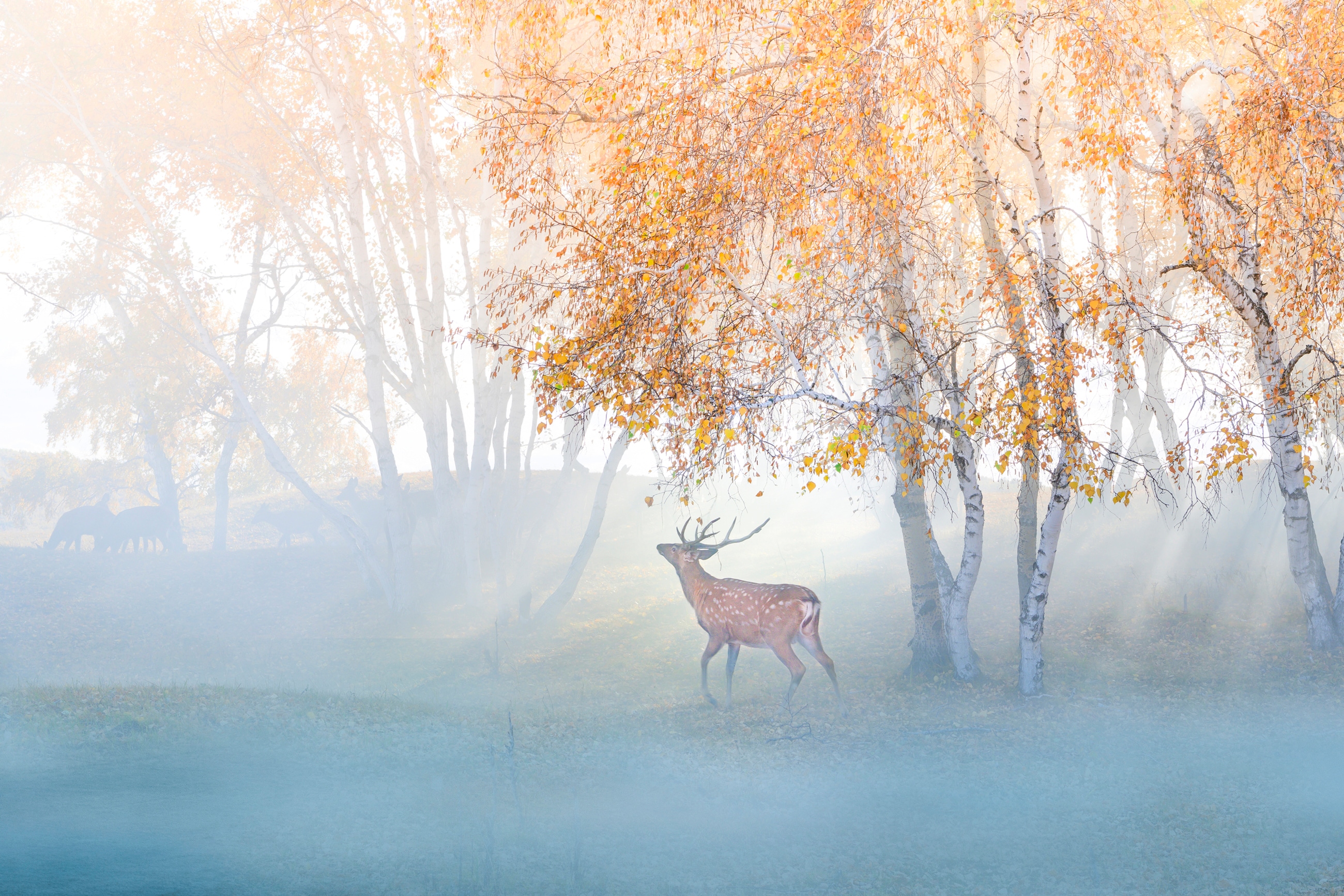 Papermoon Fototapete "Photo-Art SIMOON, ELCH IN NEBEL VERLOREN"