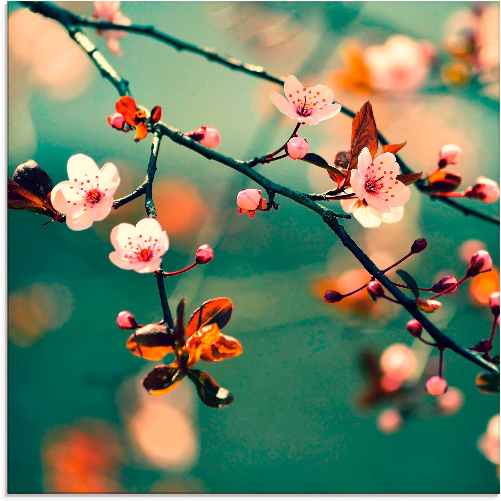 »Japanische St.), | Glasbild in (1 Größen Kirsch BAUR Artland Sakura verschiedenen Blumen«, Blumen, bestellen