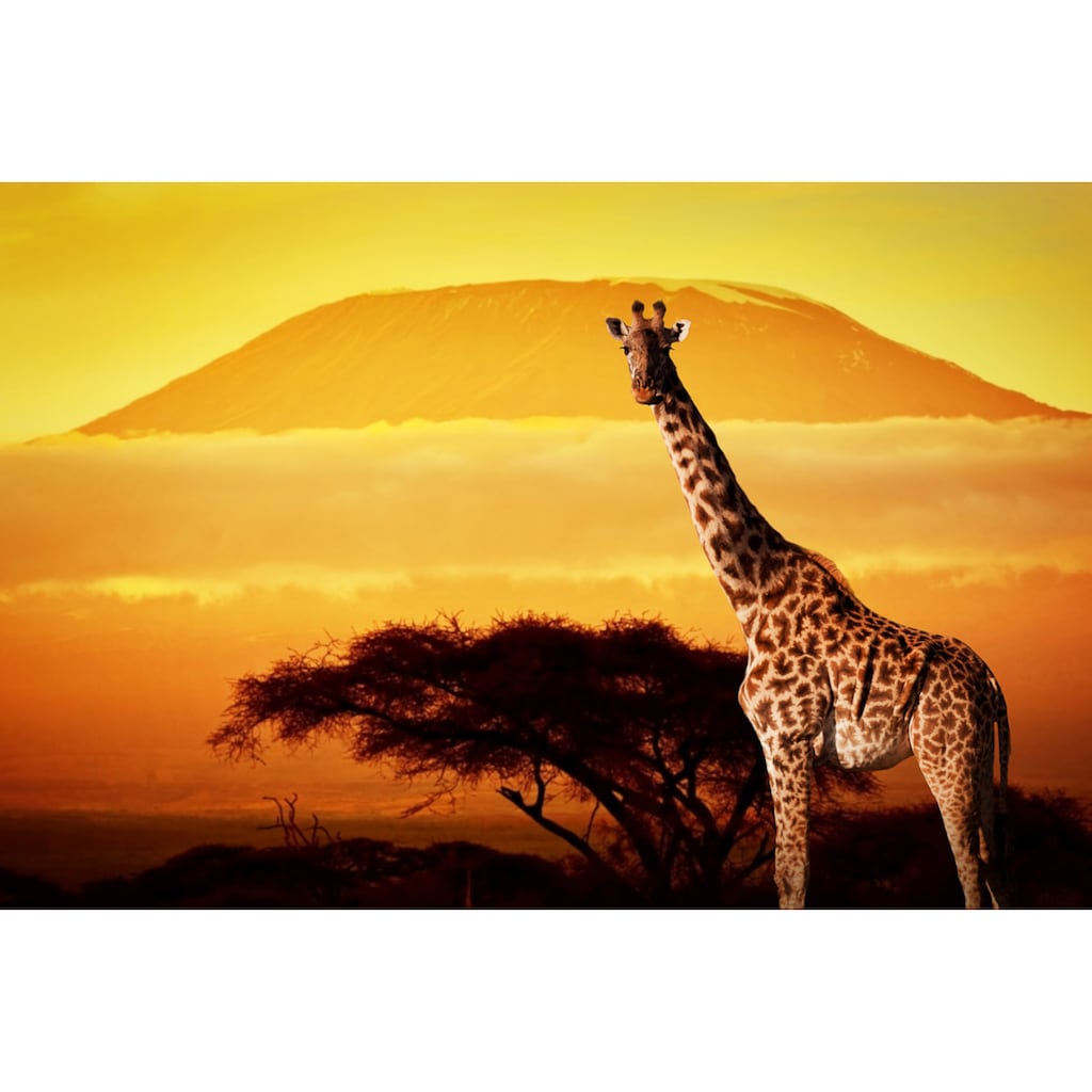 Papermoon Fototapete »Giraffe von Kilimanjaro«