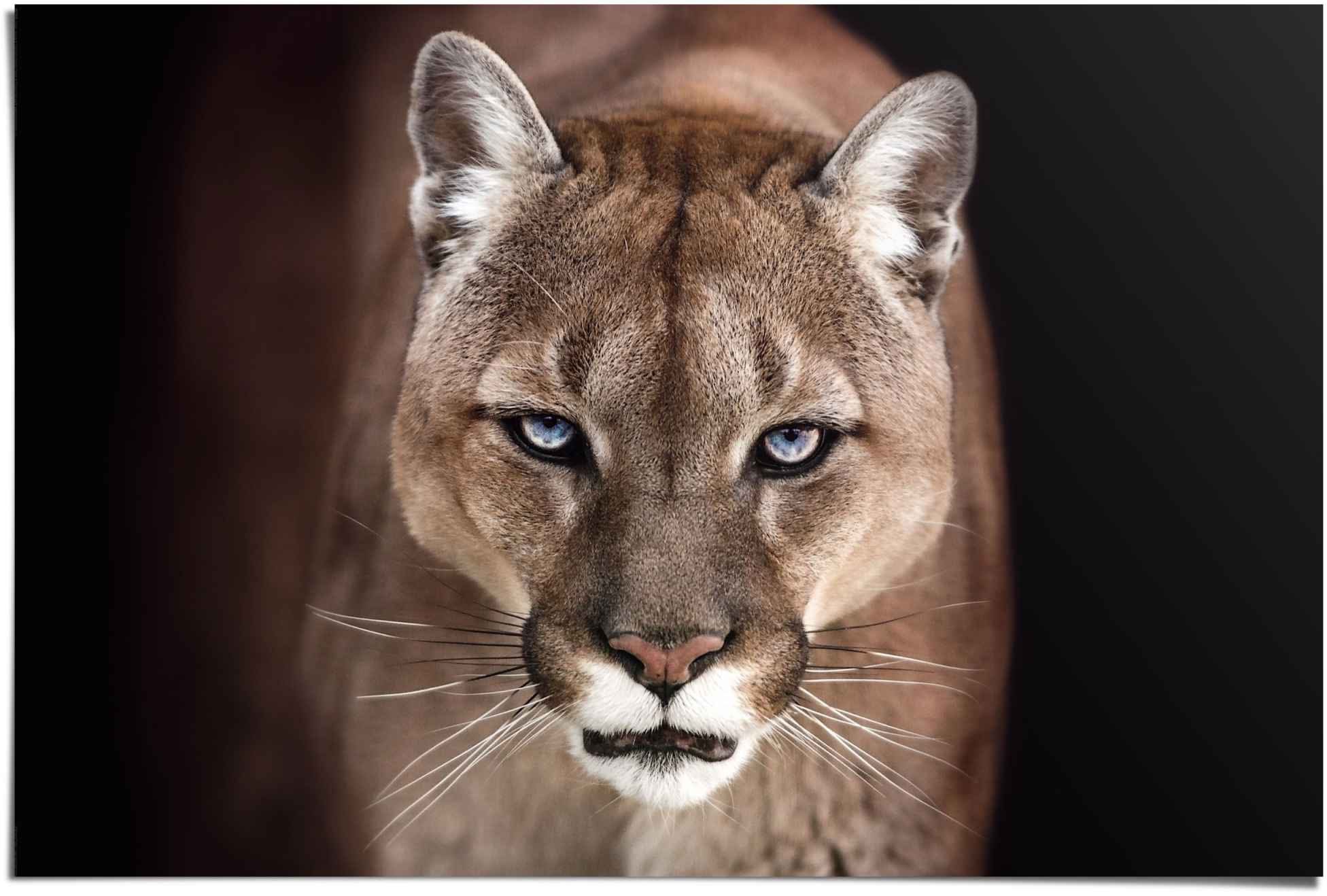 Reinders Poster "Puma Nahaufnahme" günstig online kaufen