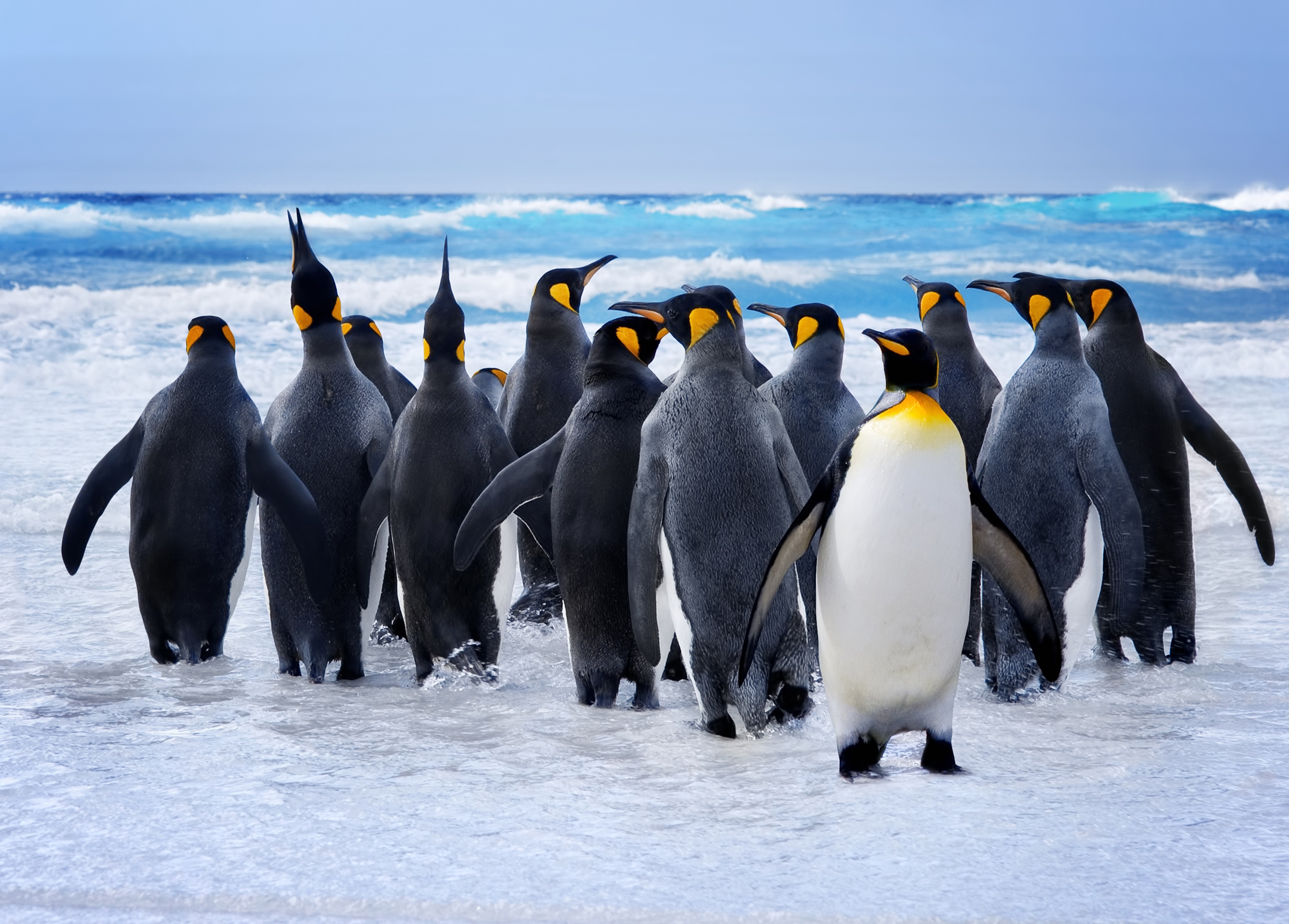 Papermoon Fototapete "King Penguins" glatt