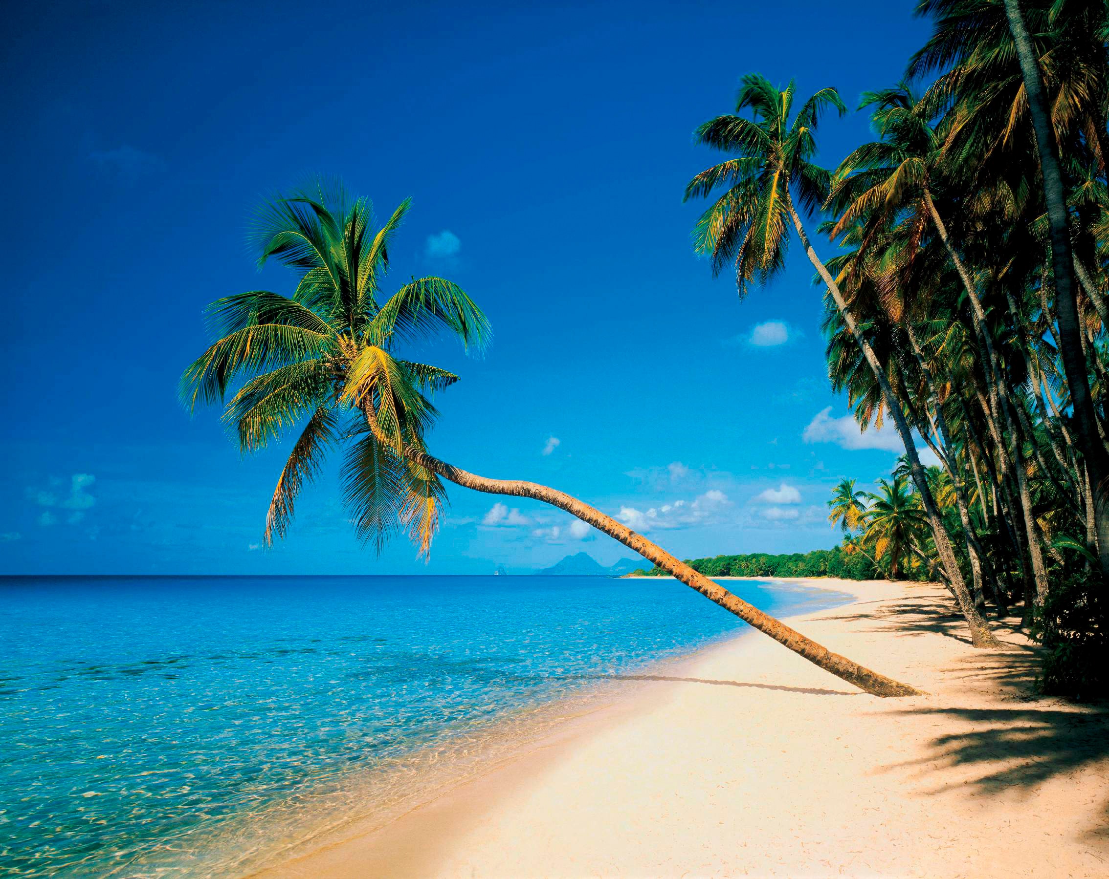 Papermoon Fototapete "Leaning Palms" glatt
