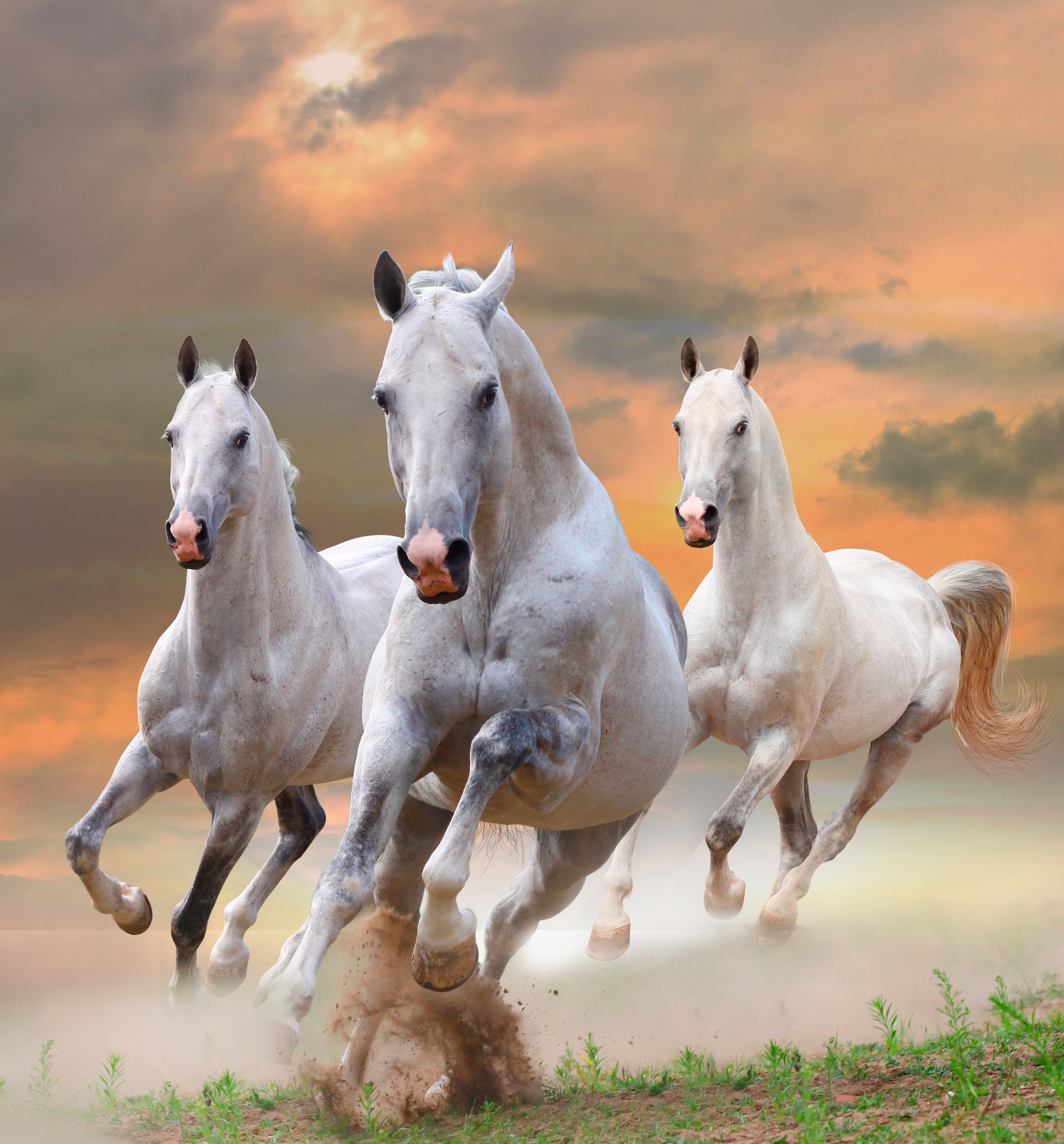 Papermoon Fototapete "White Stallions in Dust" glatt
