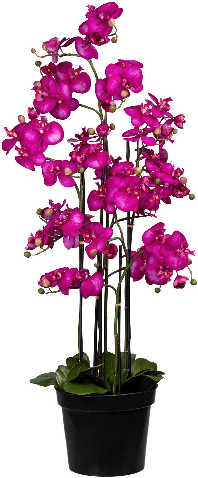 Creativ green Kunstorchidee »Phalaenopsis«, (1 St.) kaufen