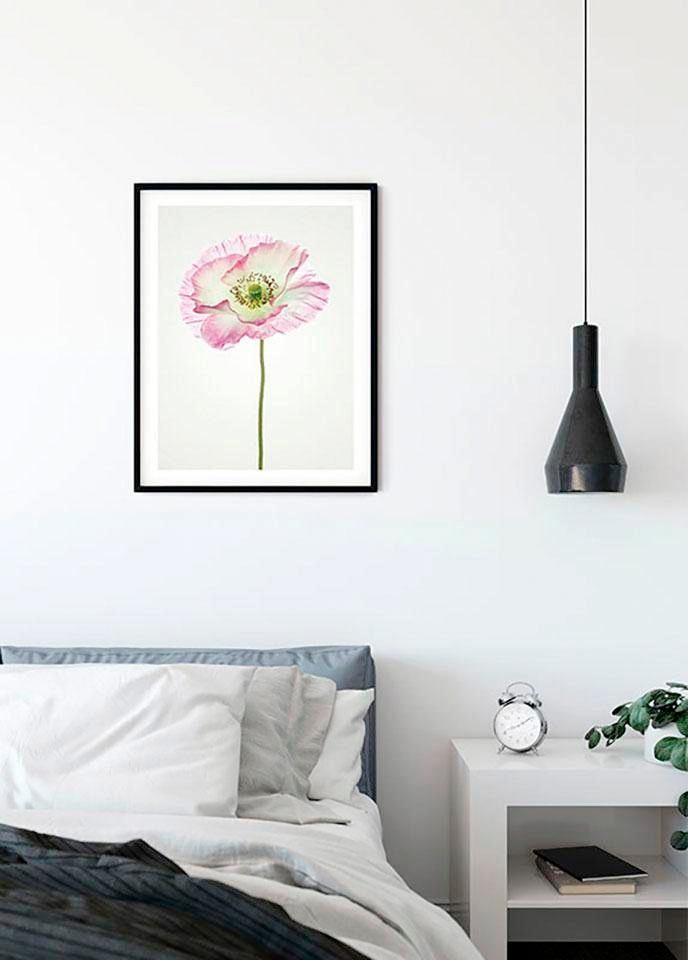 Komar Bild »Poppy«, Blumen, (1 St.), Wandbild zur Dekoration - ohne Rahmen