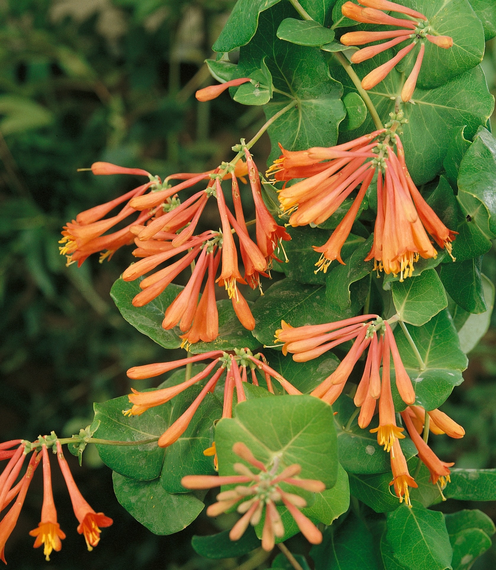 BCM Kletterpflanze »Geißblatt 'Dropmore Scarlet'«, (2 St.), Geißblatt: 2 Pflanzen kaufen