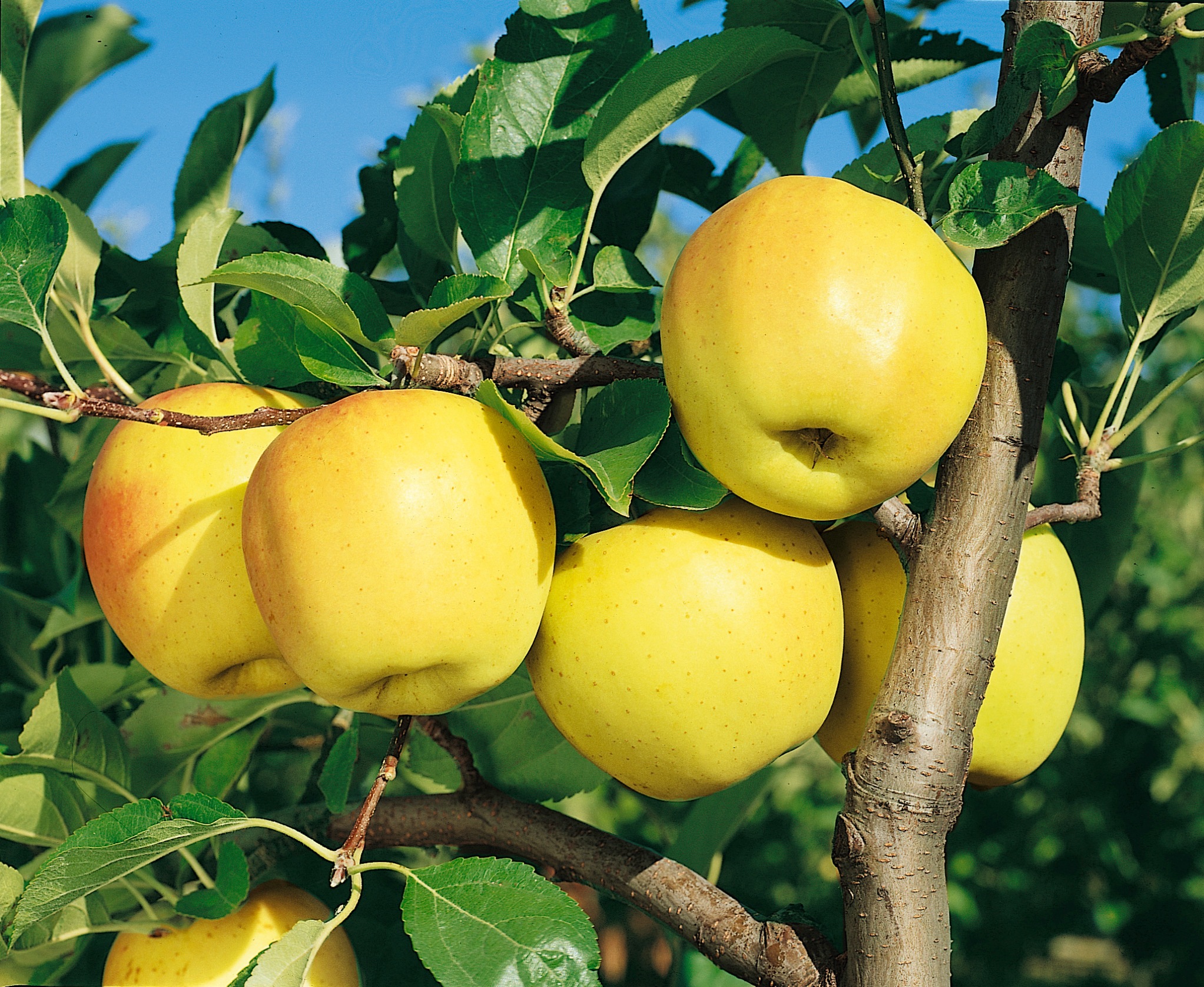 BCM Obstpflanze »Golden Delicious Apfel«, (1 St.), Höhe: 80-100 cm, 1 Pflanze kaufen
