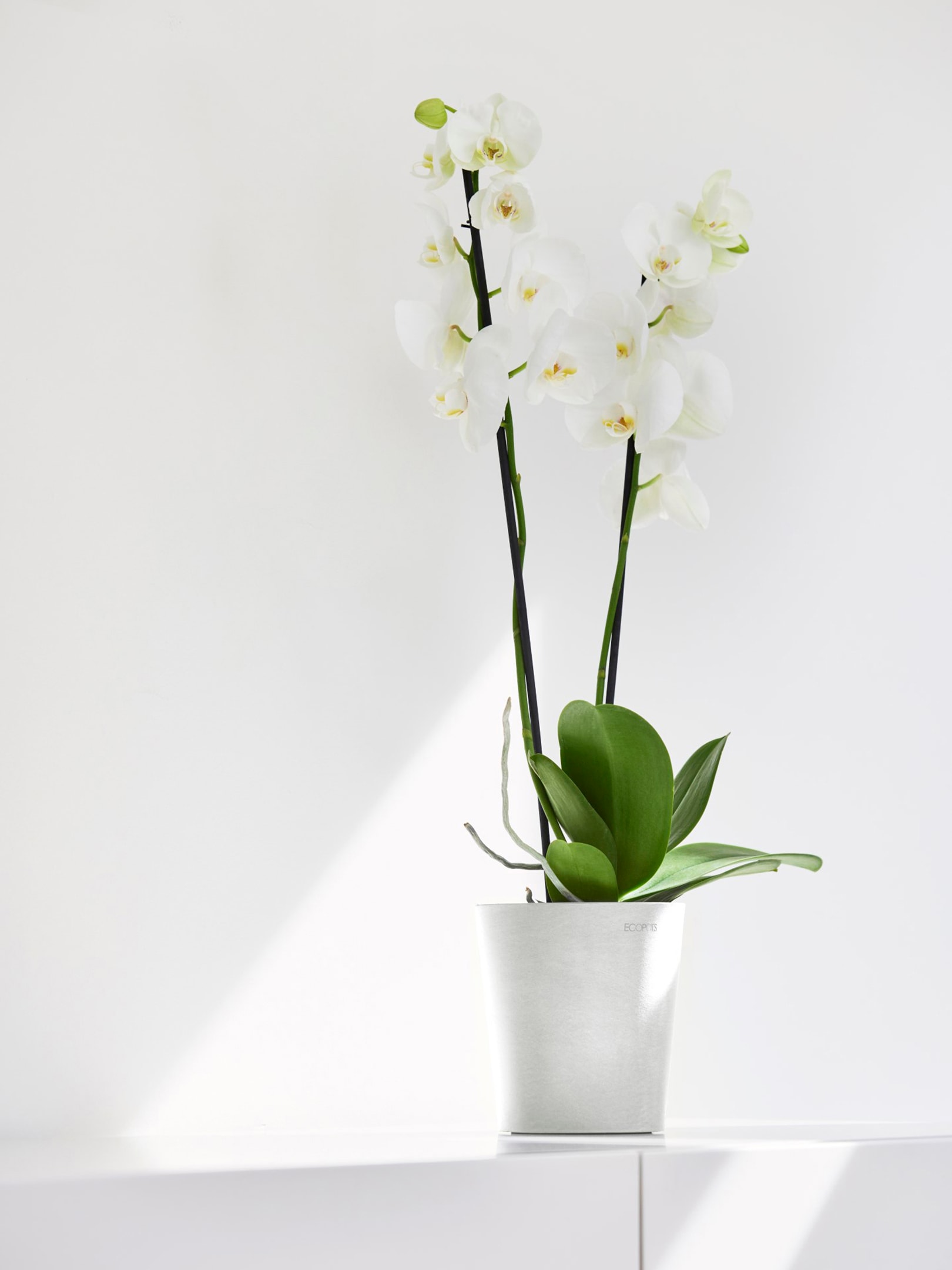 ECOPOTS Blumentopf »Morinda Orchidee 14 Weiß«, für den Innenbereich